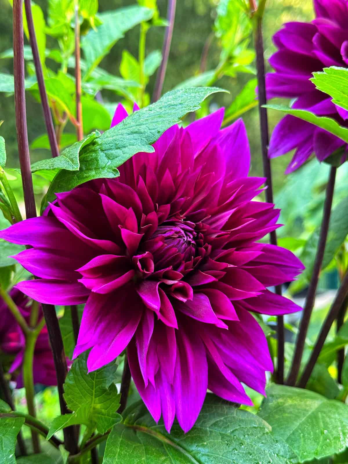 A vibrant, deep magenta dahlia flower blooms among green leaves and stems outdoors, with a bright and detailed center and soft natural lighting.