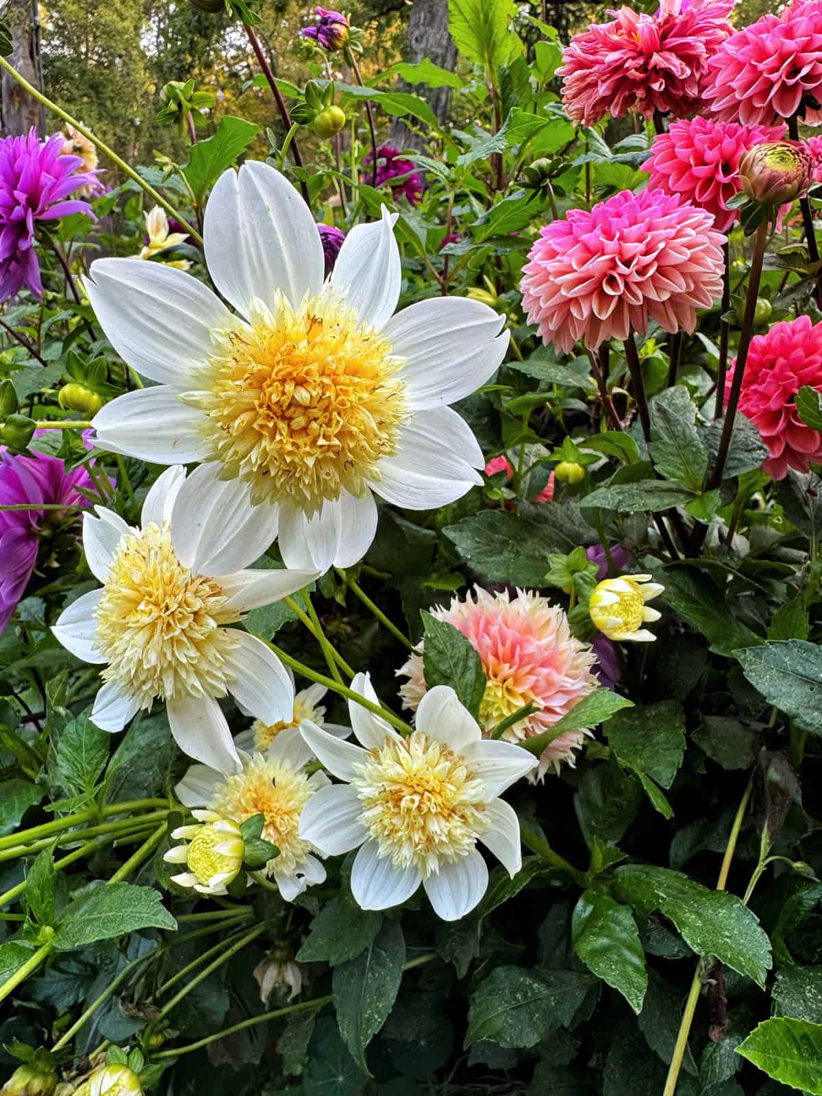 A cluster of large white dahlias with yellow centers surrounded by pink and purple dahlias, set against a backdrop of green leaves and stems in a garden.