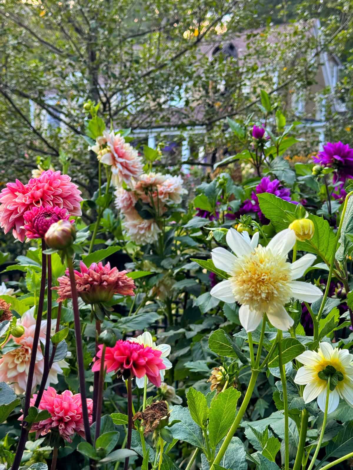 A colorful garden with blooming pink, white, and purple dahlias surrounded by green foliage, with a house and trees blurred in the background.