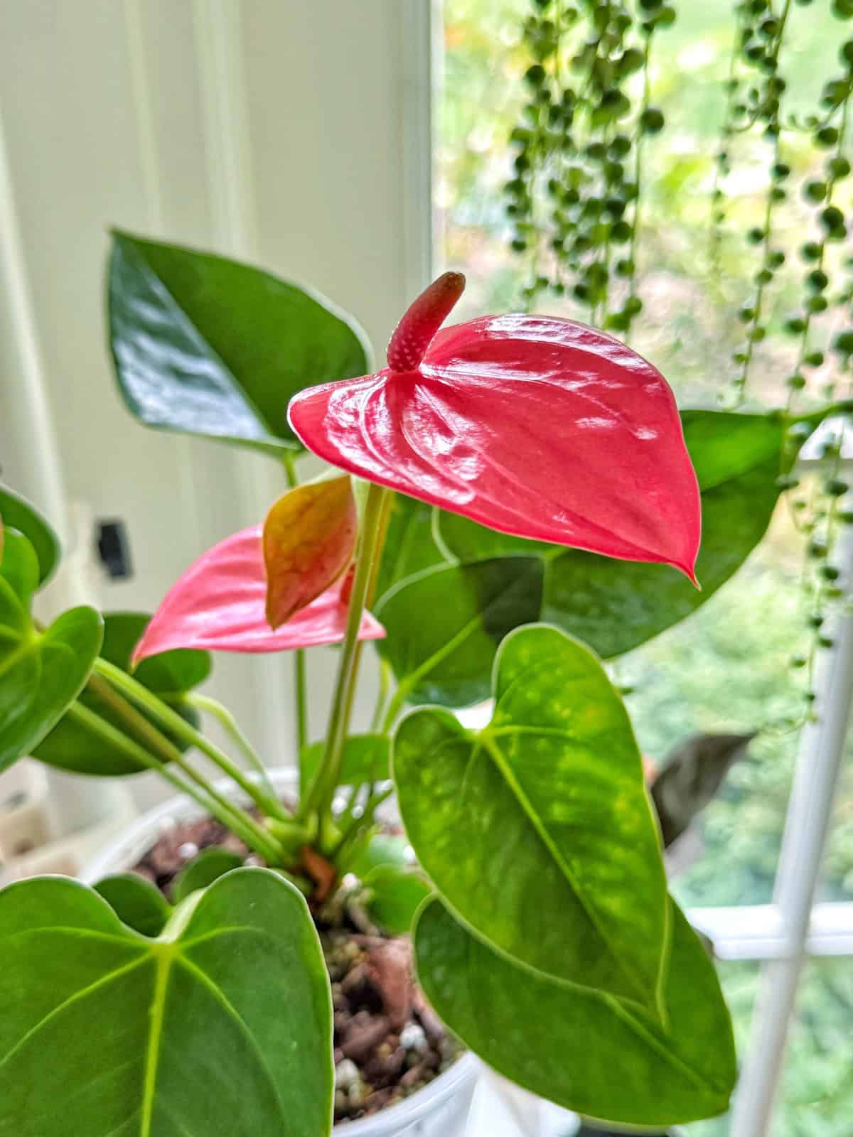 A close-up of a potted anthurium plant with glossy, heart-shaped green leaves and vibrant pink spathes, set indoors near a bright window with hanging plants and greenery visible outside.