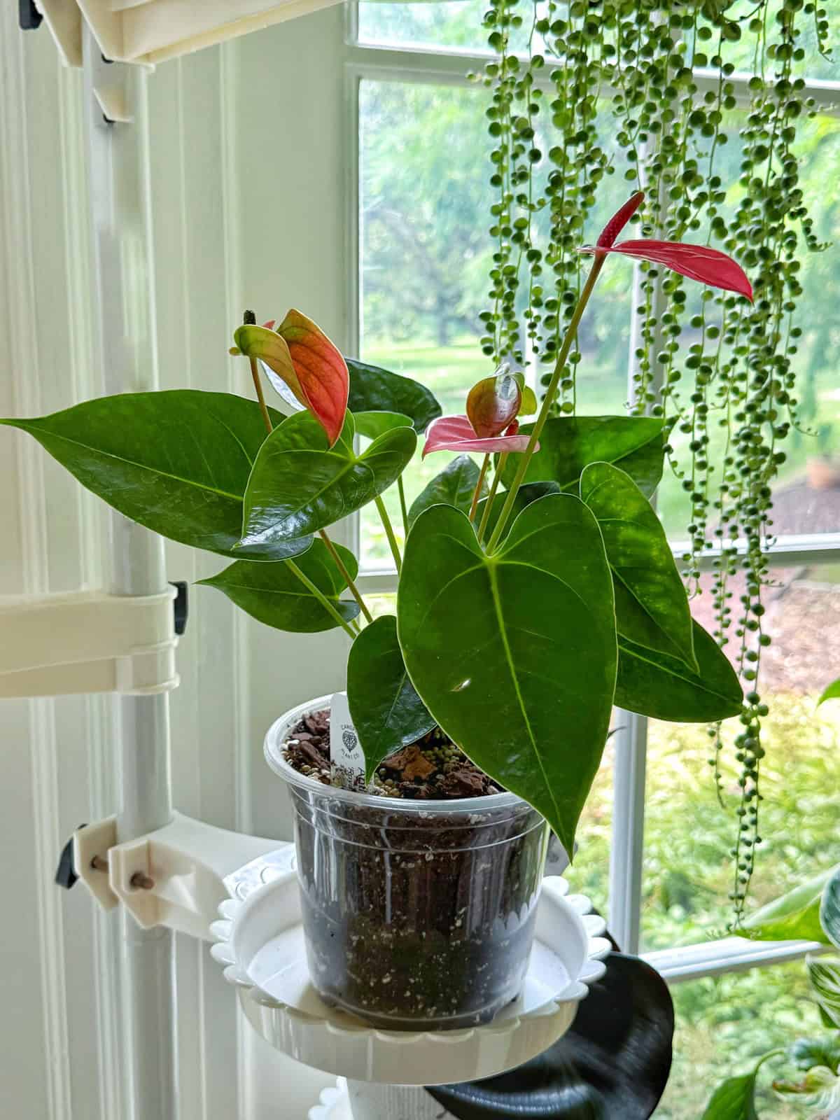A small Anthurium plant with glossy green leaves and pink spathes sits in a clear plastic pot on a shelf by a window, with a string of pearls plant hanging nearby and a garden visible outside.