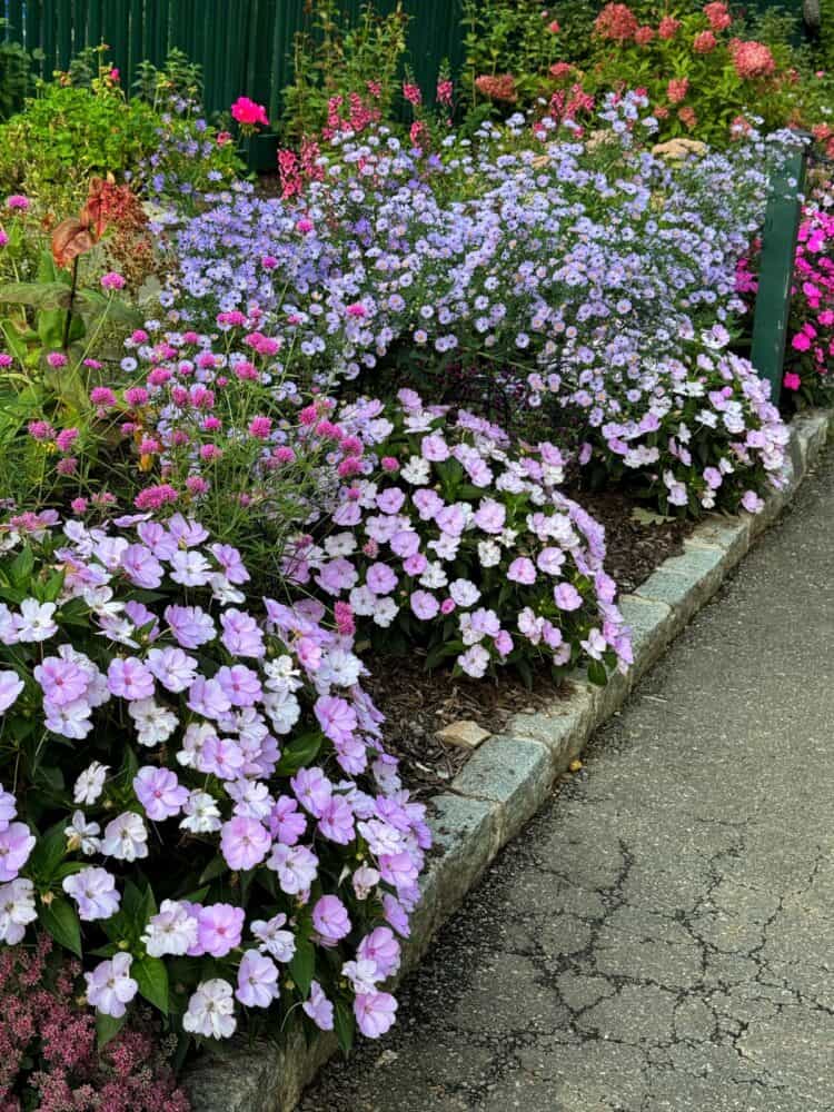 A vibrant flower bed lines a paved path, featuring clusters of blooming pink and purple flowers with green foliage, bordered by a low stone edge and a green fence in the background.