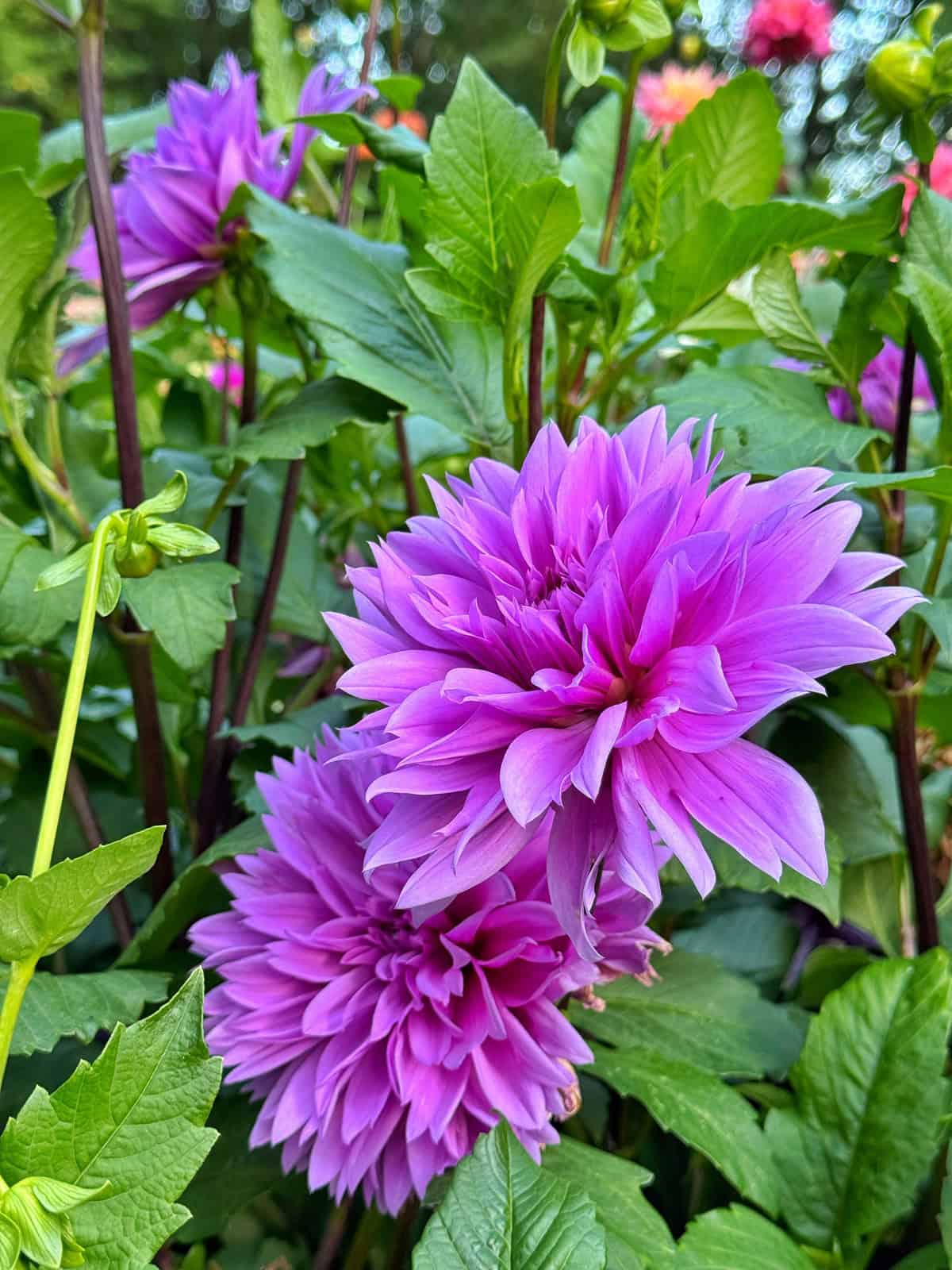 Two vibrant purple dahlias in full bloom surrounded by lush green leaves, with more flowers and foliage in the blurred background.