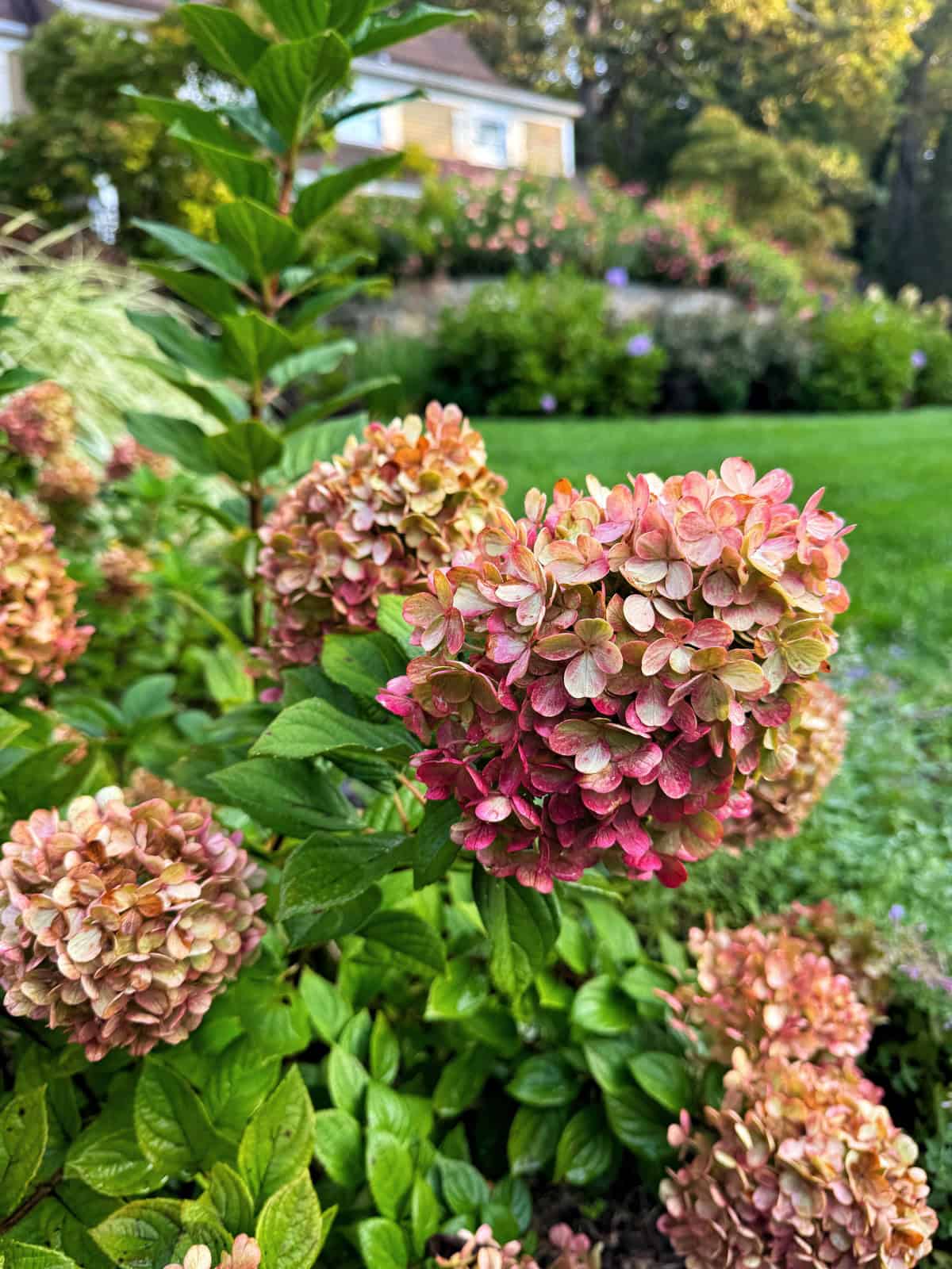 Close-up of hydrangea flowers with pink and green petals in a garden. The background shows a green lawn, shrubs, and a house partially visible among trees and other plants.