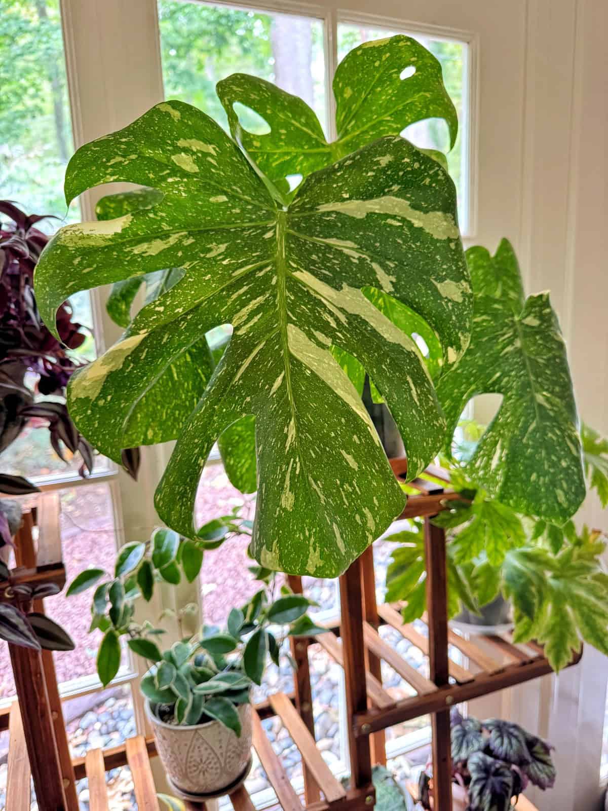 A large variegated monstera leaf with green and white patterns is displayed indoors on a wooden plant stand, surrounded by other potted plants and sunlight streaming through a window.