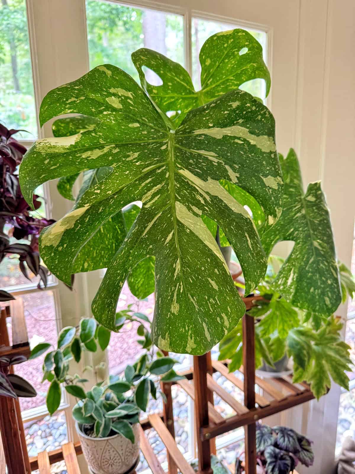 A large, variegated Monstera leaf with green and white patterns is displayed indoors on a wooden plant stand, surrounded by other potted plants, with sunlight streaming through the windows behind.