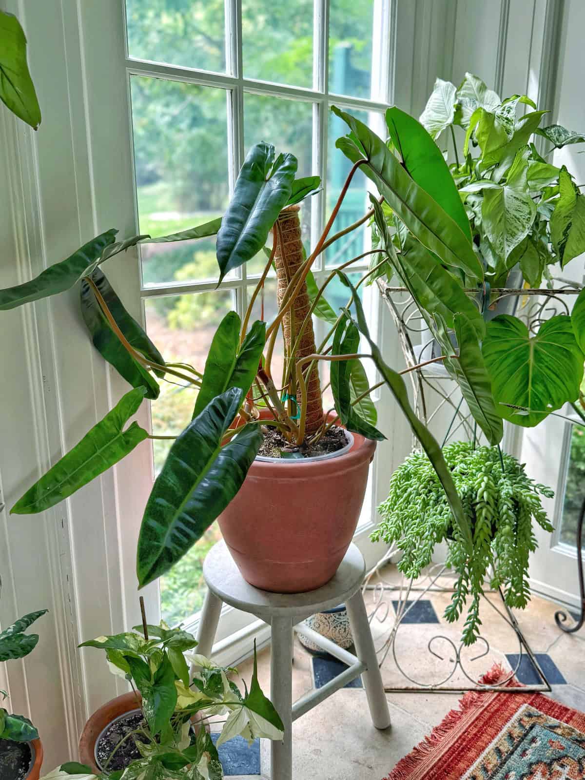 A large potted plant with broad, dark green leaves sits on a stool by a bright window, surrounded by other leafy houseplants and a colorful rug on the floor.