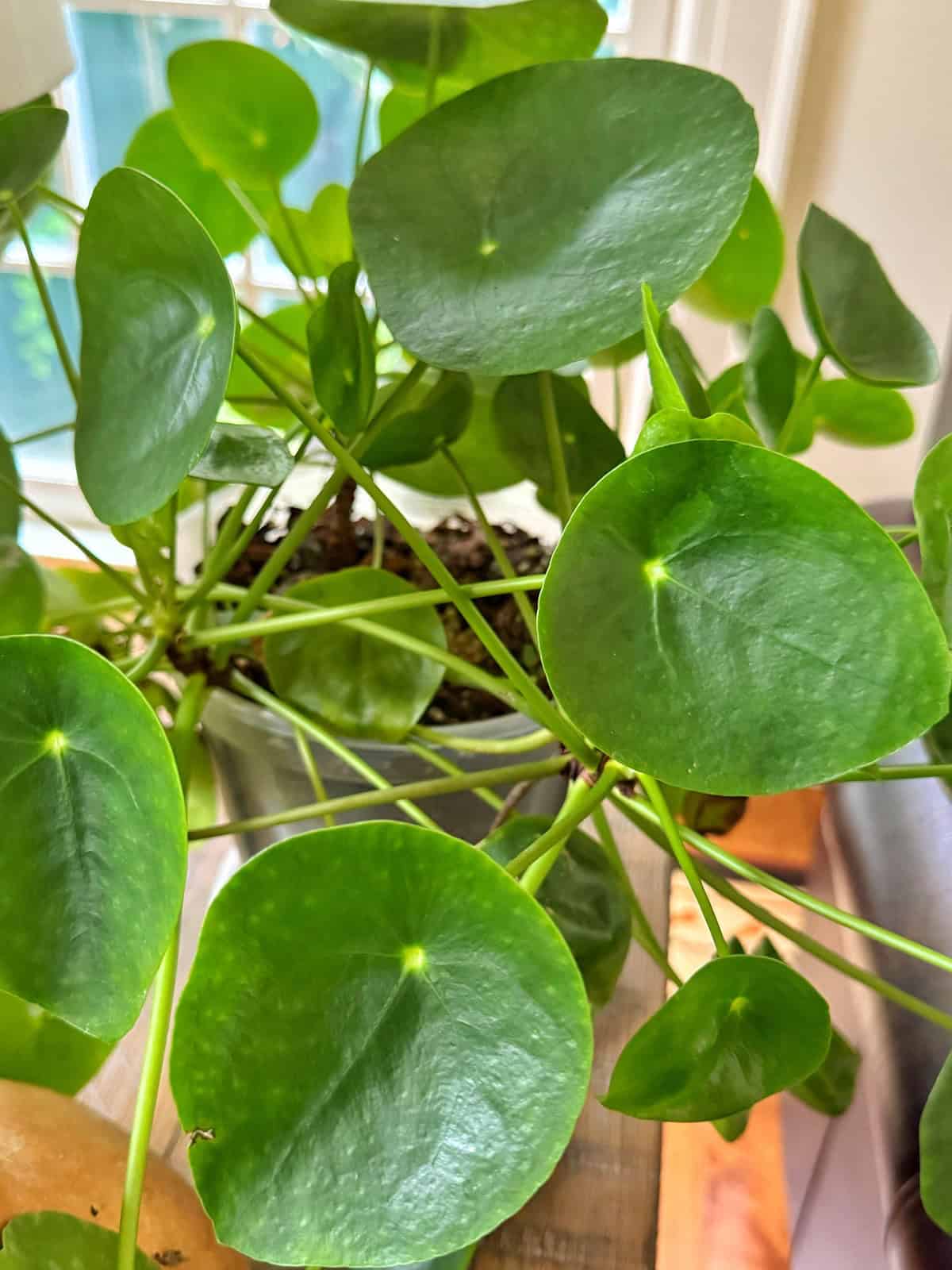A close-up of a Pilea peperomioides (Chinese money plant) with round, glossy green leaves on long stems, sitting on a table near a sunlit window.
