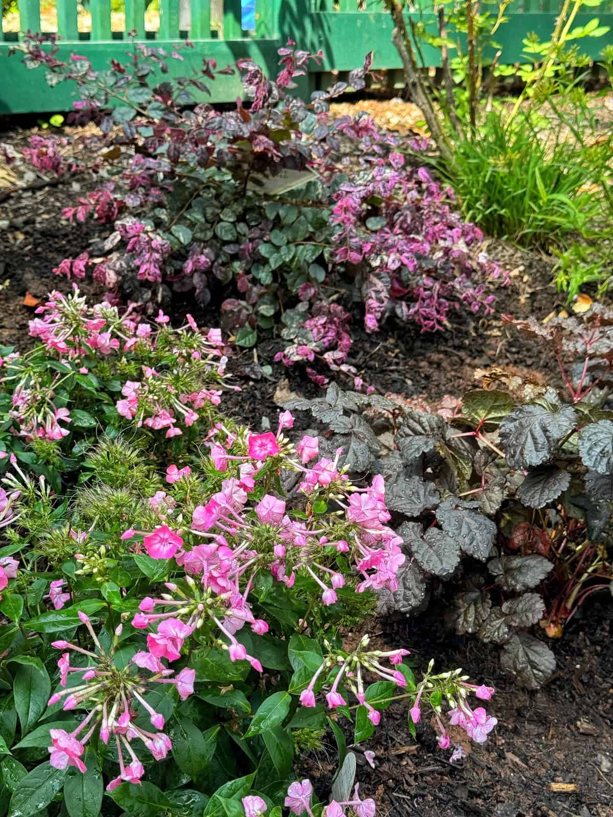 A vibrant garden bed with blooming pink flowers, dark-leaved plants, and lush green foliage, set against a green wooden fence in the background.