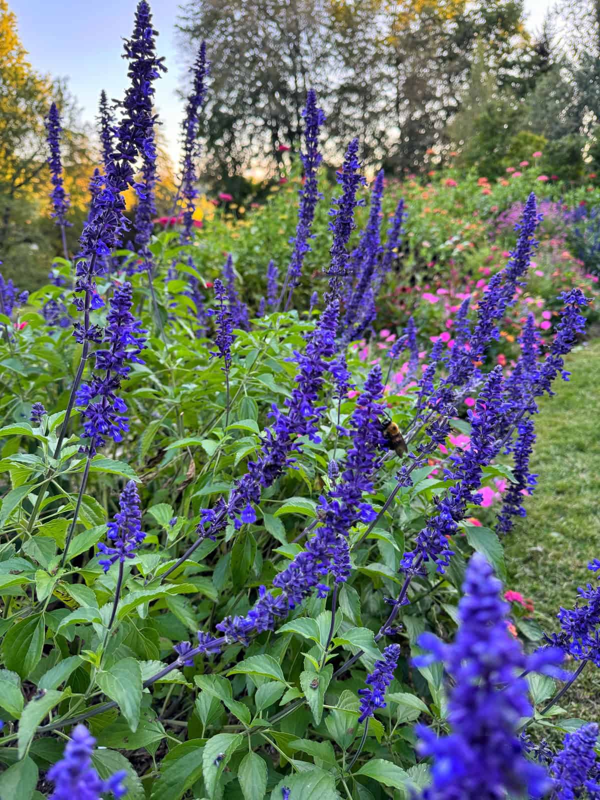 Tall spikes of vibrant purple flowers bloom in a garden surrounded by lush green leaves, with blurred pink flowers and trees visible in the background under soft sunlight.