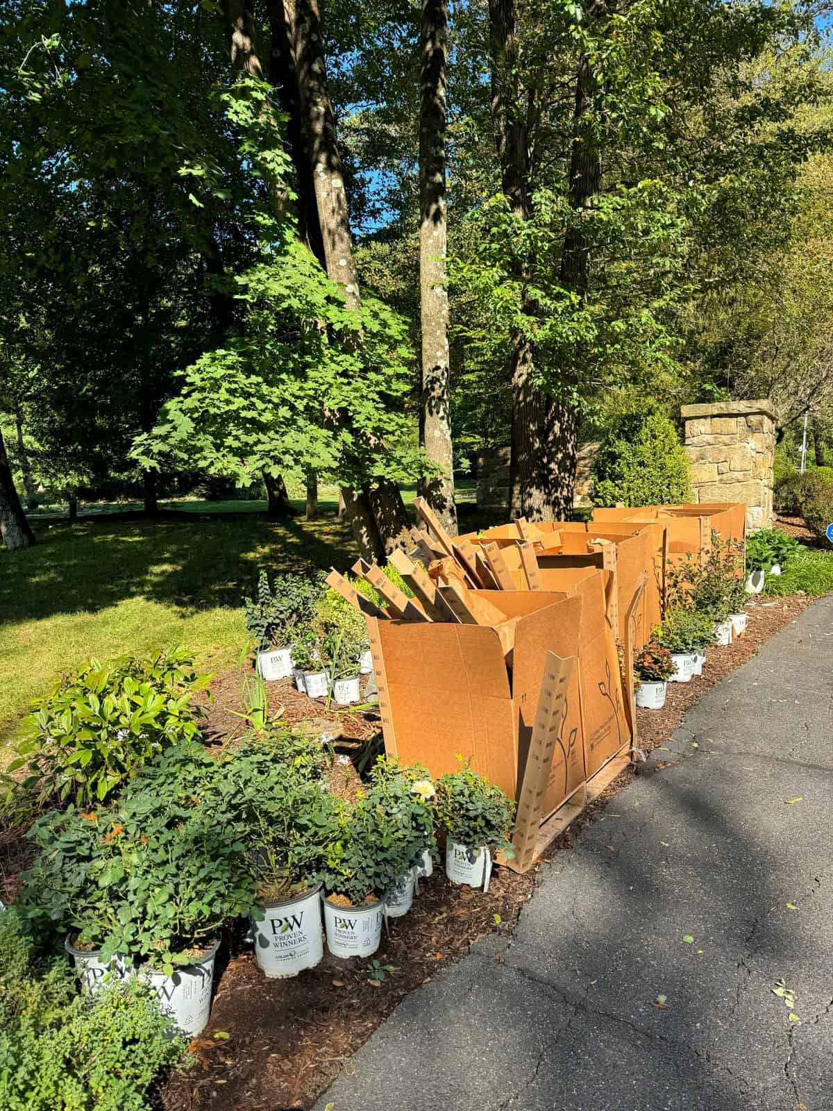 Cardboard boxes and potted plants line a paved pathway in a sunlit, wooded area, suggesting preparations for planting or landscaping.