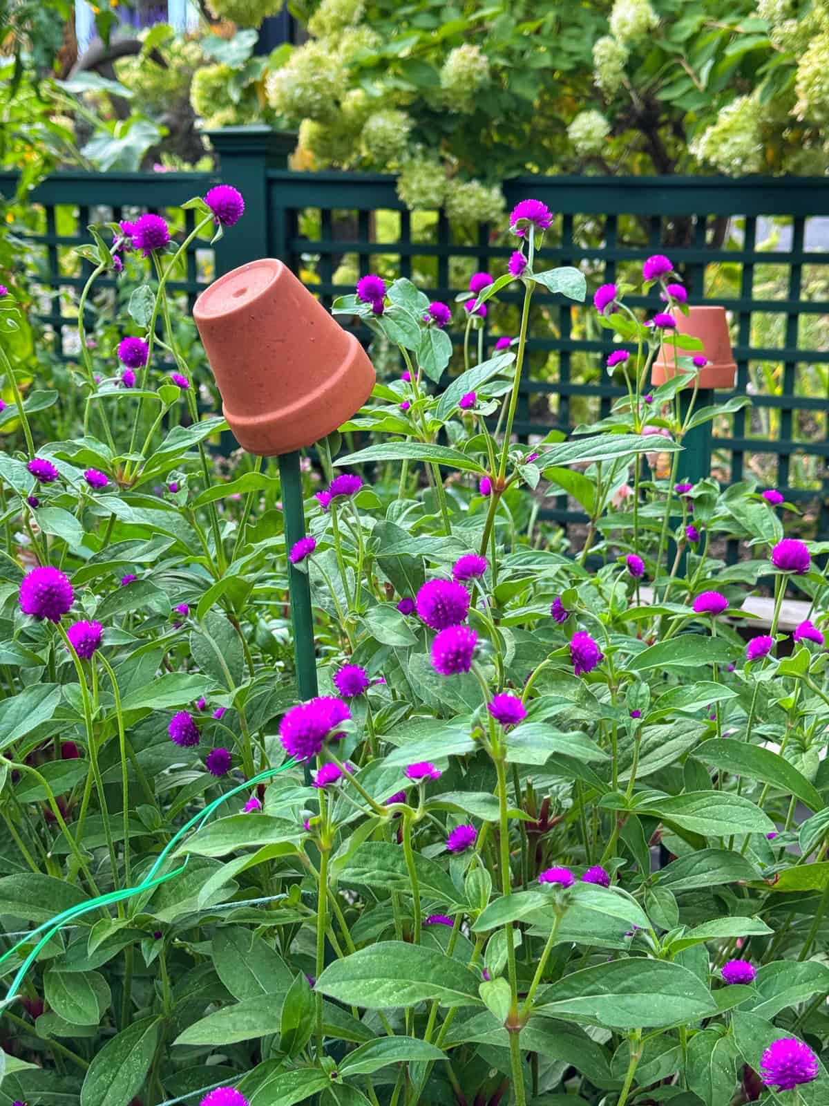 A garden with lush green plants and vibrant purple globe amaranth flowers, featuring a small terracotta pot placed upside down on a green stake among the blooms. A green trellis and hydrangeas are visible in the background.