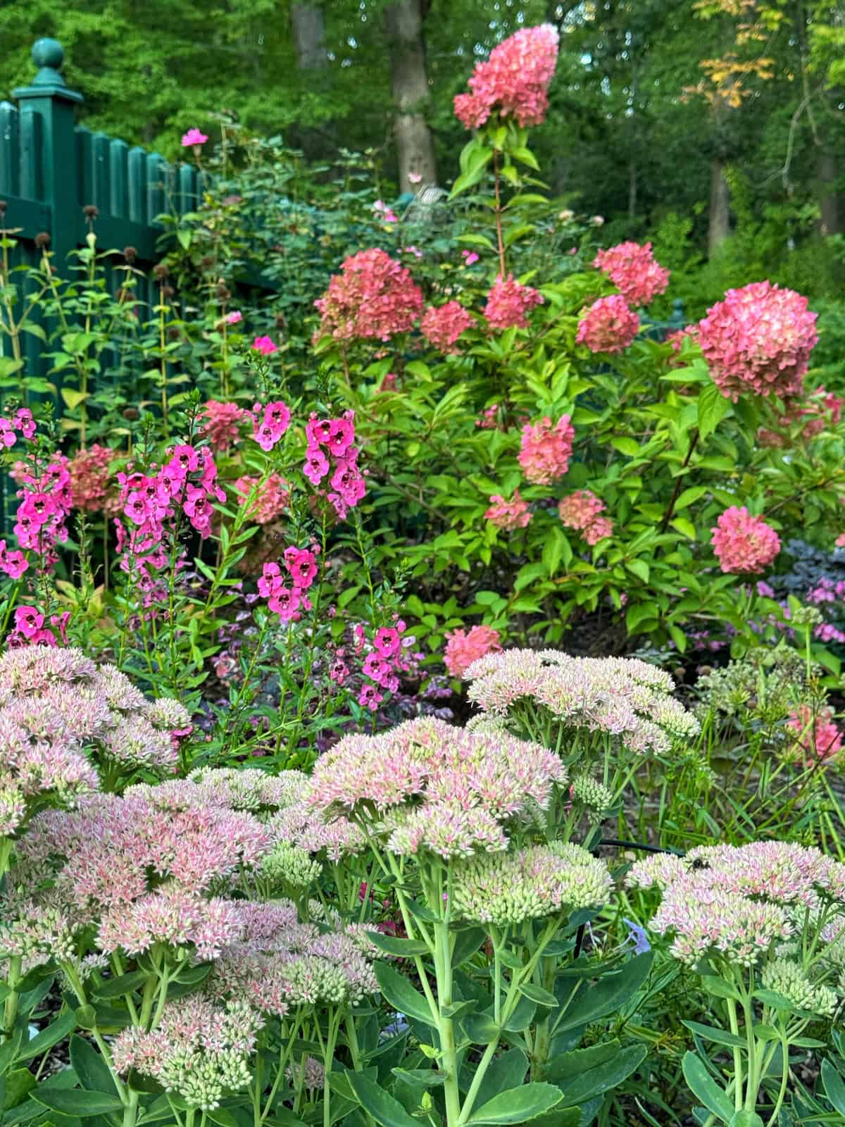 A vibrant garden with blooming pink hydrangeas, clusters of light pink sedum flowers, and bright pink phlox. Green foliage surrounds the colorful blooms, with trees and a green fence in the background.
