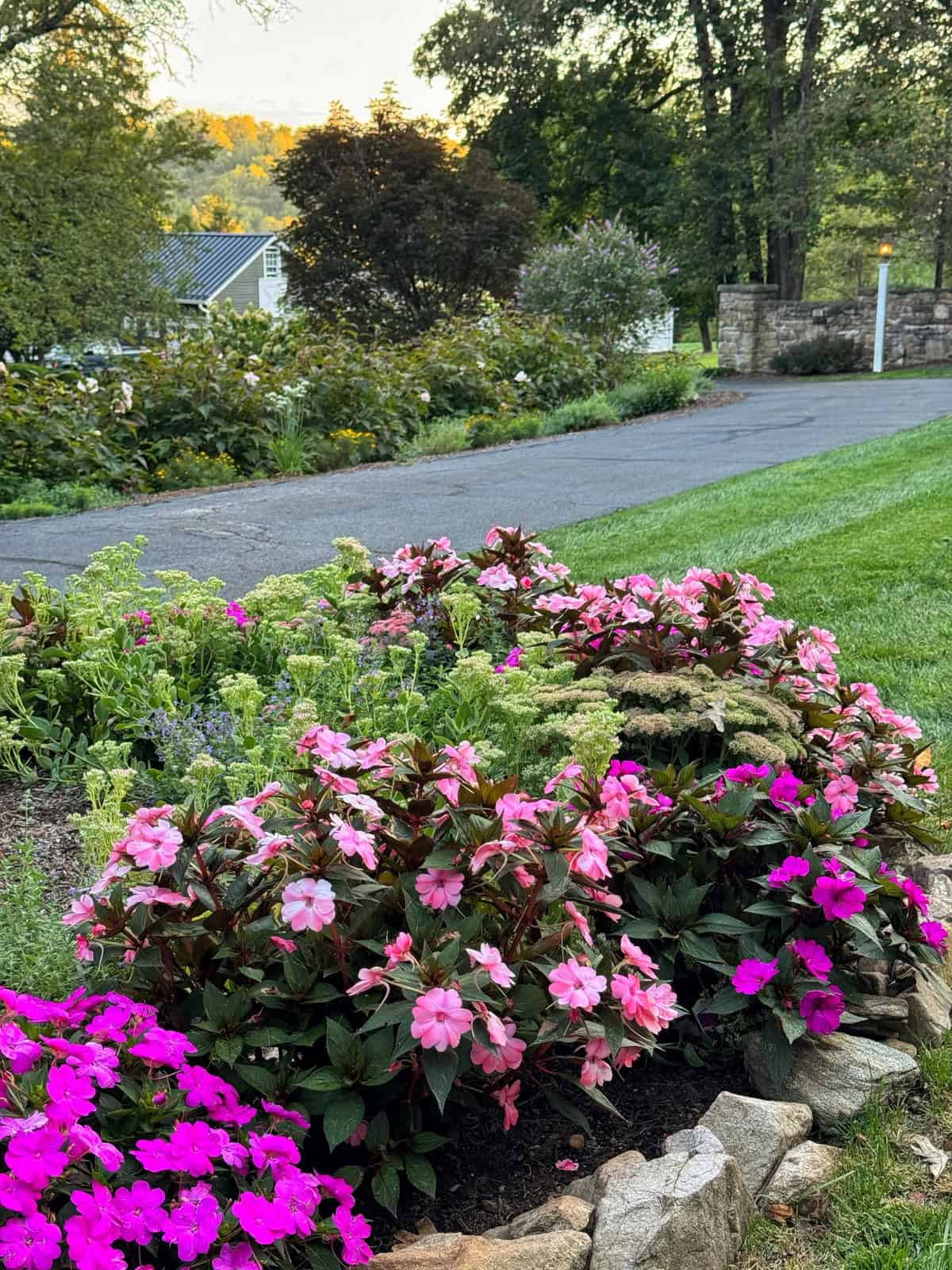 A garden bed with pink and magenta flowers bordered by stones sits beside a paved driveway, with green grass and trees in the background on a sunny day.