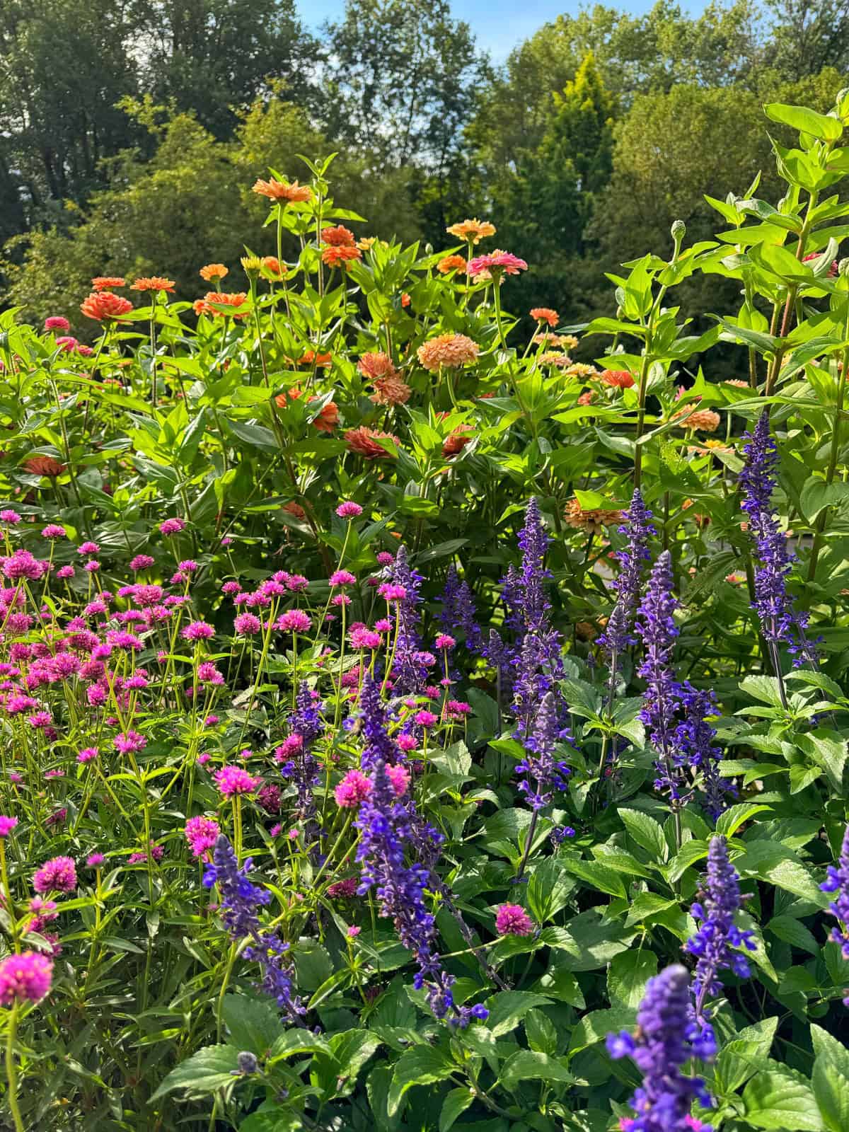 A vibrant garden filled with blooming flowers, including clusters of purple salvia, pink globe amaranth, and orange zinnias, with green leaves and trees in the sunny background.