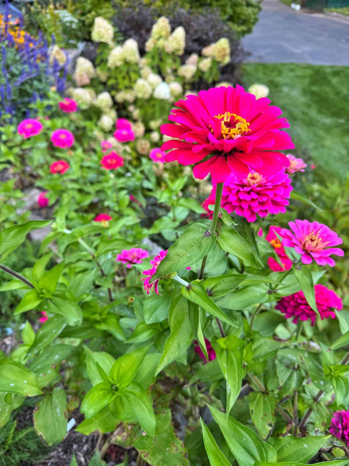 A close-up of bright pink zinnia flowers in a cottage garden bed, with green leaves and more colorful flowers in the background, and a patch of grass and pavement visible in the distance.