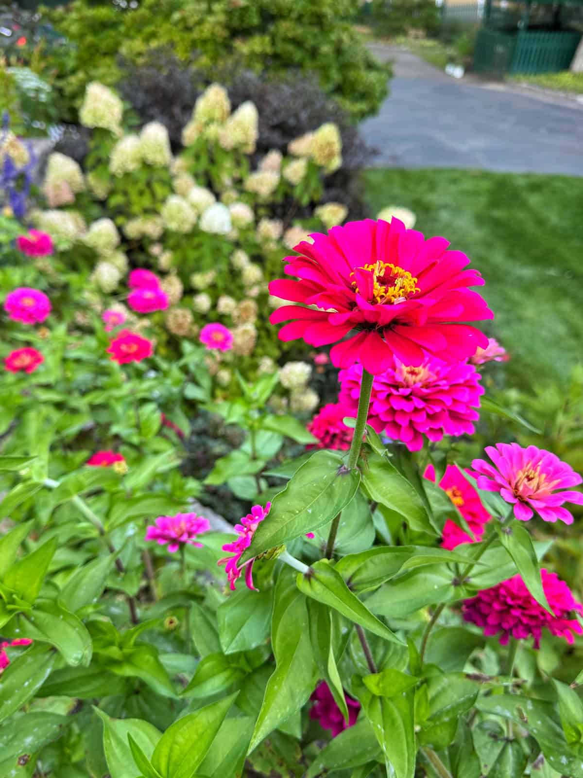 Bright pink zinnias in full bloom dominate the foreground, while light-colored hydrangea blossoms and green foliage fill the background. A road and more greenery are visible in the distance.