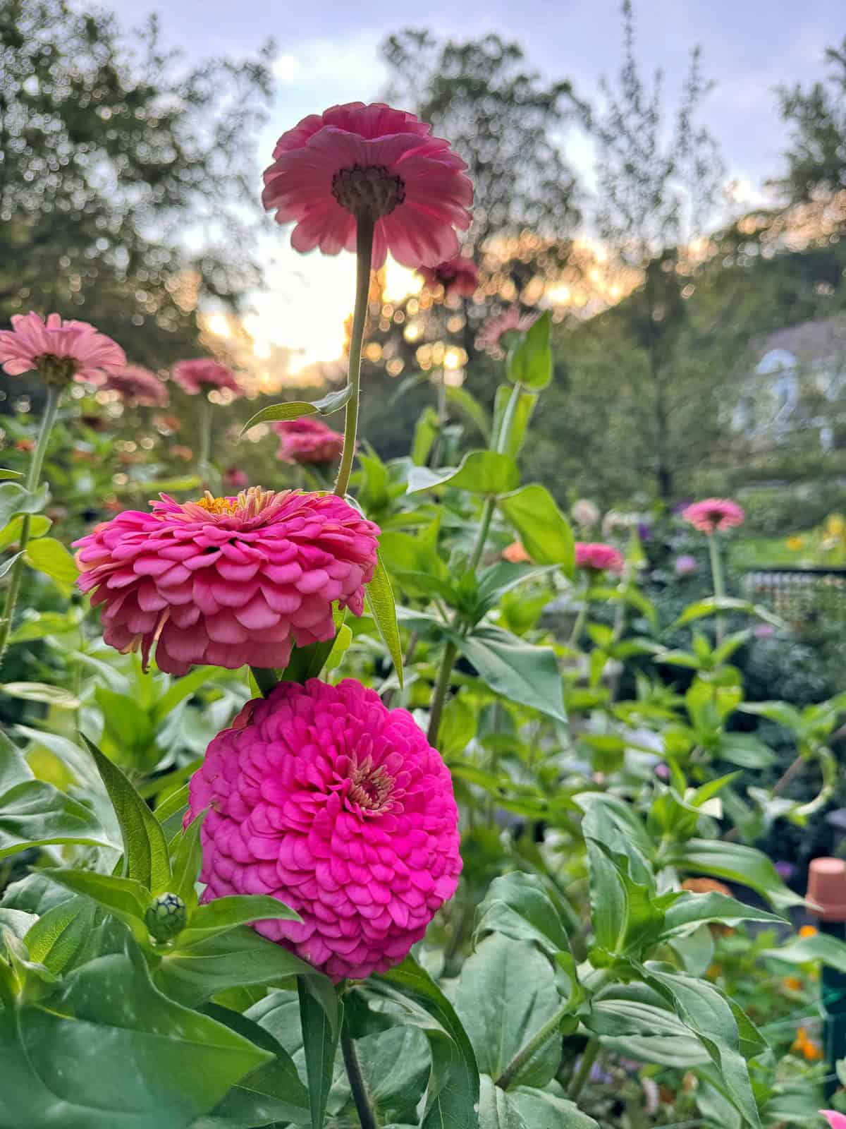 Bright pink zinnia flowers in full bloom stand out against a green garden background, with sunlight filtering through trees in the distance.