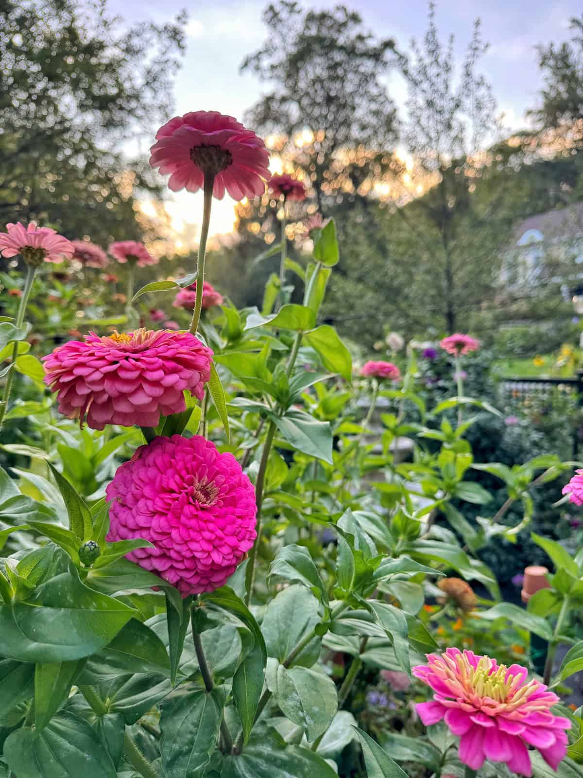 Bright pink zinnia flowers bloom among green leaves in a garden at sunset, with sunlight streaming through trees in the background. A house and more flowers are visible in the soft focus distance.