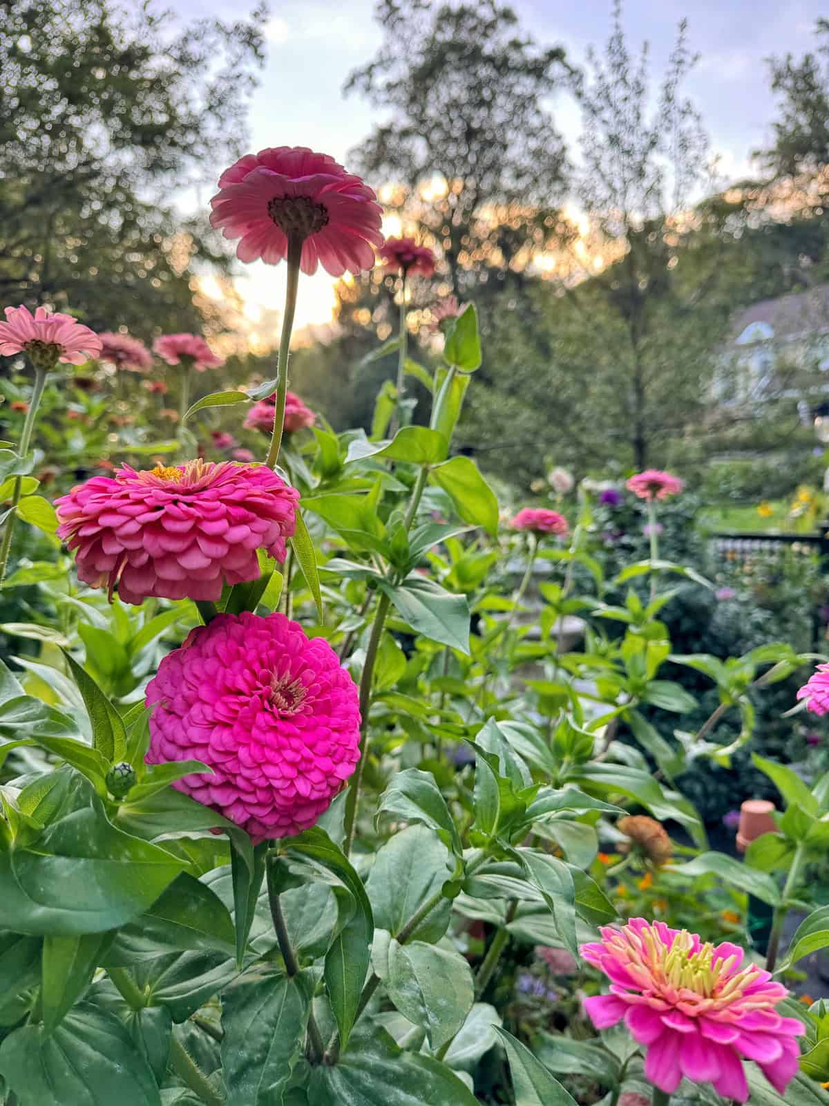 Bright pink zinnias in September bloom with lush green leaves in a garden, bathed in soft sunlight. Trees and a blurred background at sunset complete this serene scene.