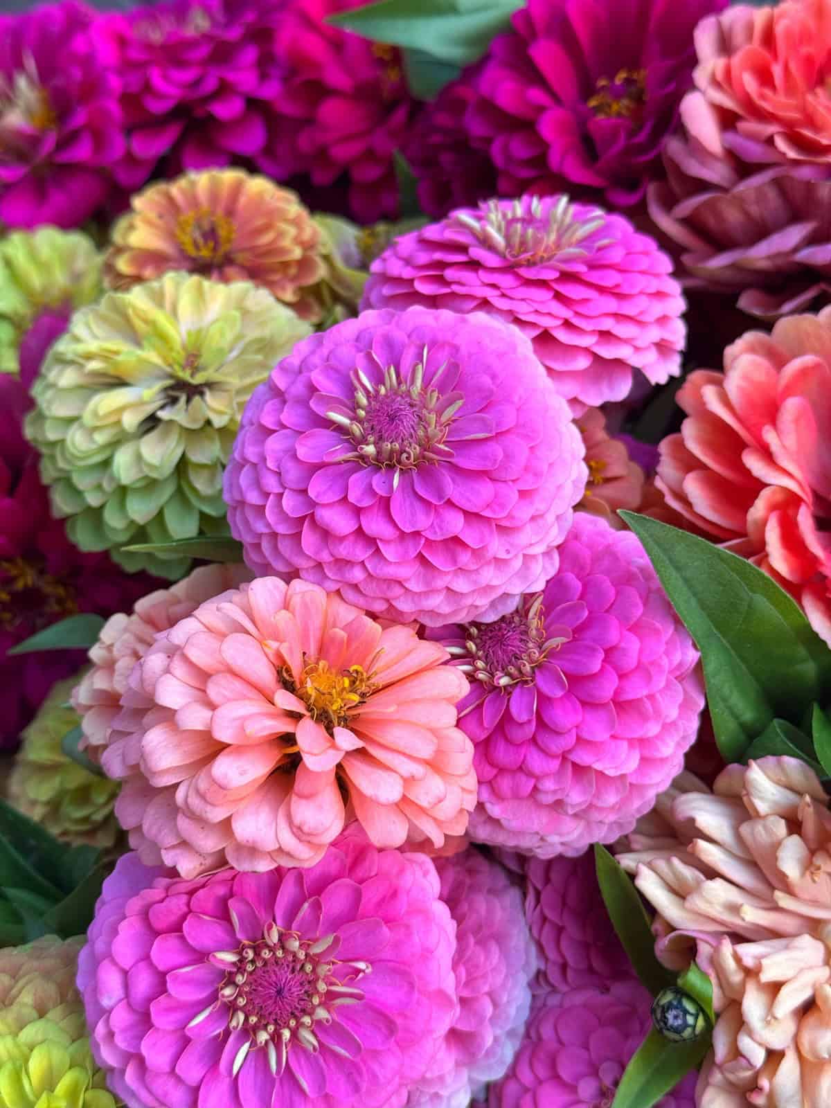 A close-up of vibrant zinnia flowers in shades of pink, peach, yellow, and orange, with lush green leaves peeking through the blooms.