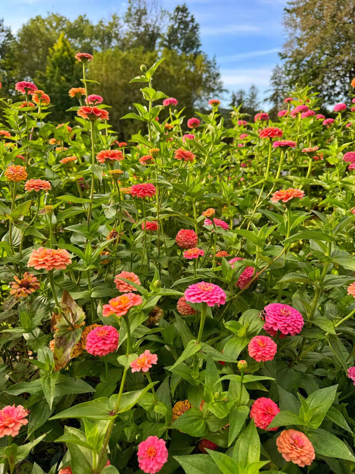 A vibrant garden filled with blooming zinnias in shades of pink and orange, surrounded by lush green foliage, with trees and a blue sky in the background.