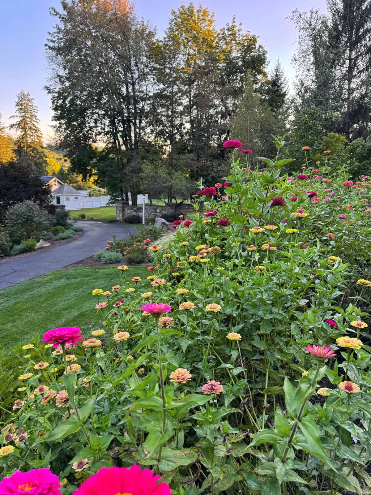 A cottage garden garden with colorful blooming zinnia flowers in the foreground, a paved path curving through green grass, and tall trees with a house in the background under a clear blue sky at sunset.