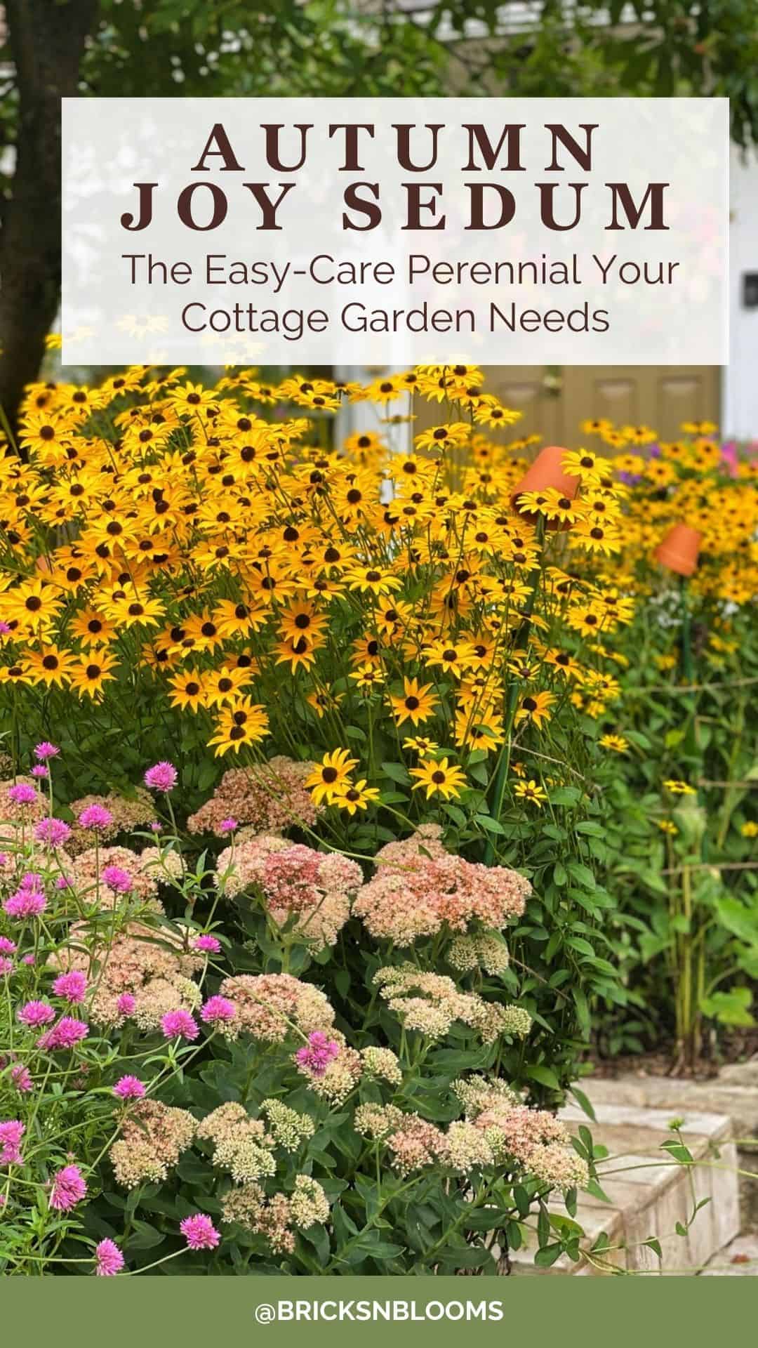 A vibrant garden with blooming yellow and pink flowers, featuring text promoting “Sedum Autumn Joy” as an easy-care perennial for cottage gardens. Lush greenery and colorful blossoms, including the stunning sedum autumn joy, fill the flower bed.