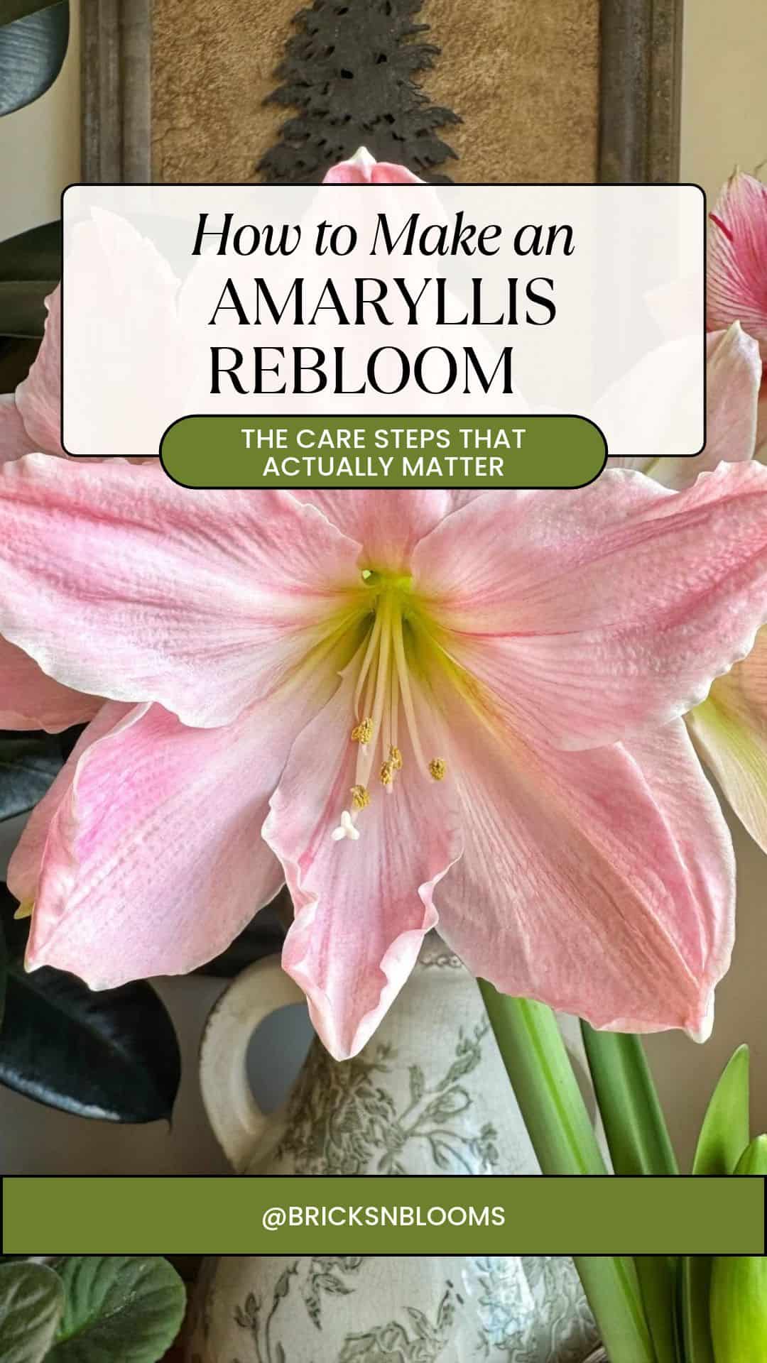 A large, pale pink amaryllis bloom with the text overlay: “How to Make an AMARYLLIS REBLOOM, THE CARE STEPS THAT ACTUALLY MATTER,” providing a guide to essential amaryllis care.