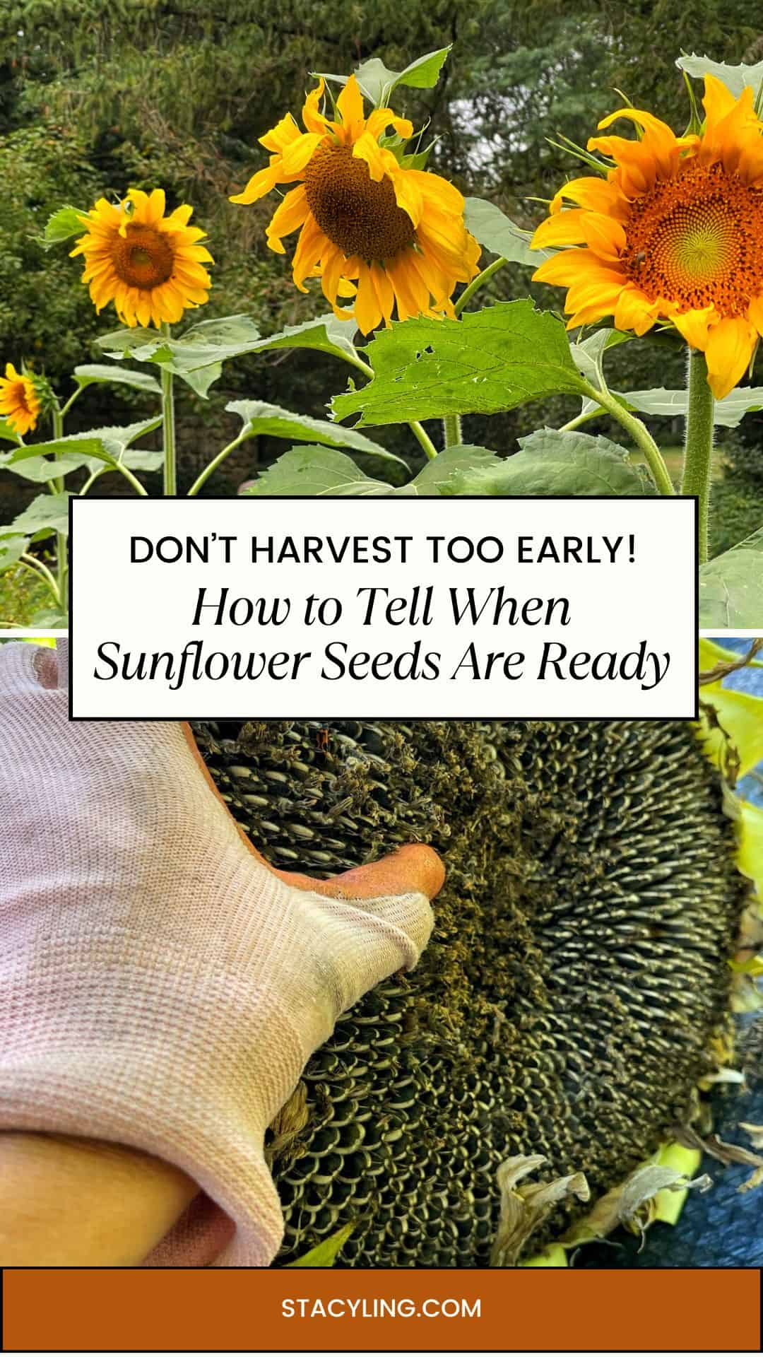 A gloved hand checks a large sunflower head with mature seeds, ready for harvesting sunflower seeds. Bright sunflowers bloom in the background. Text reads: “How to Tell When Sunflower Seeds Are Ready.”.