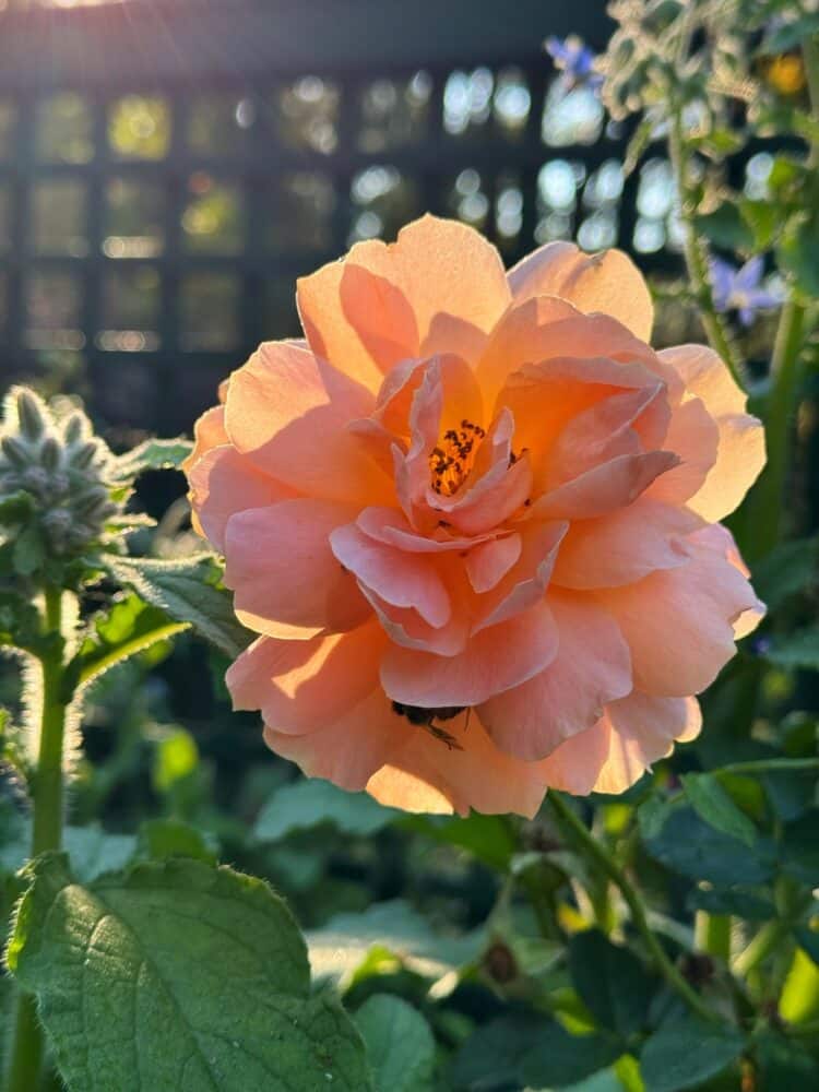A peach-colored rose in full bloom is bathed in warm sunlight, with green leaves and blurred garden foliage in the background. Sun rays shine from the upper left corner.