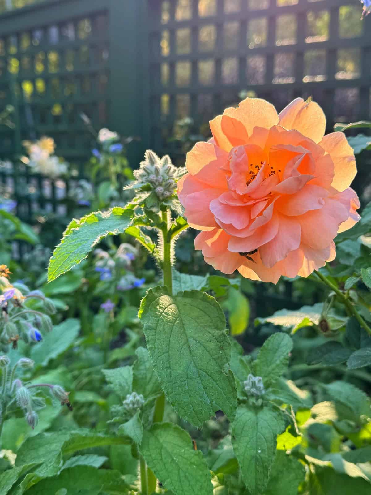A peach-colored rose blooms brightly in a sunlit garden, surrounded by green leaves and other plants, with a dark lattice fence in the background.