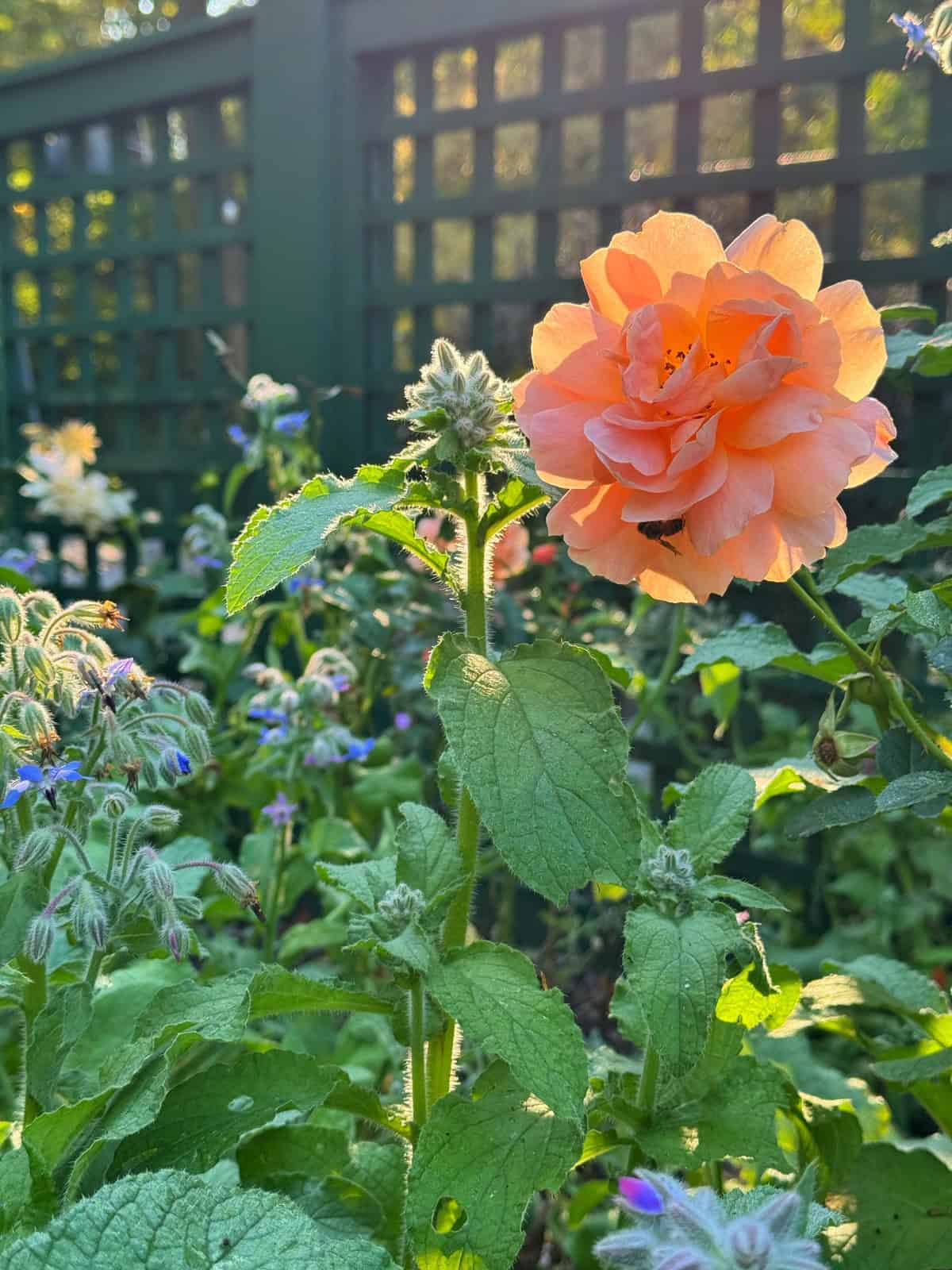 A peach-colored rose blooms in a sunlit garden, surrounded by green leaves and other small flowering plants, with a dark wooden fence in the background.