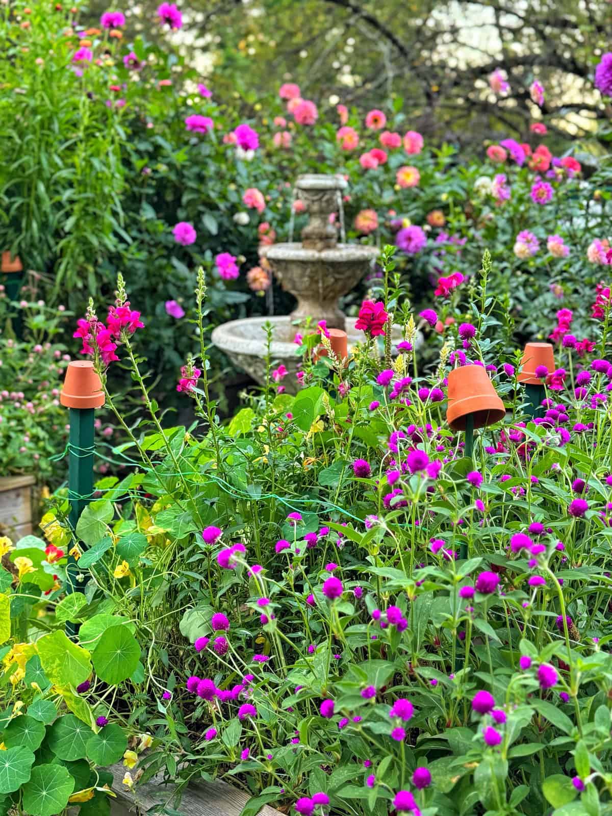 A lush garden filled with vibrant pink and purple flowers surrounds a stone fountain. Small terracotta pots are placed on green poles among the greenery, creating a lively, colorful, and serene outdoor scene.