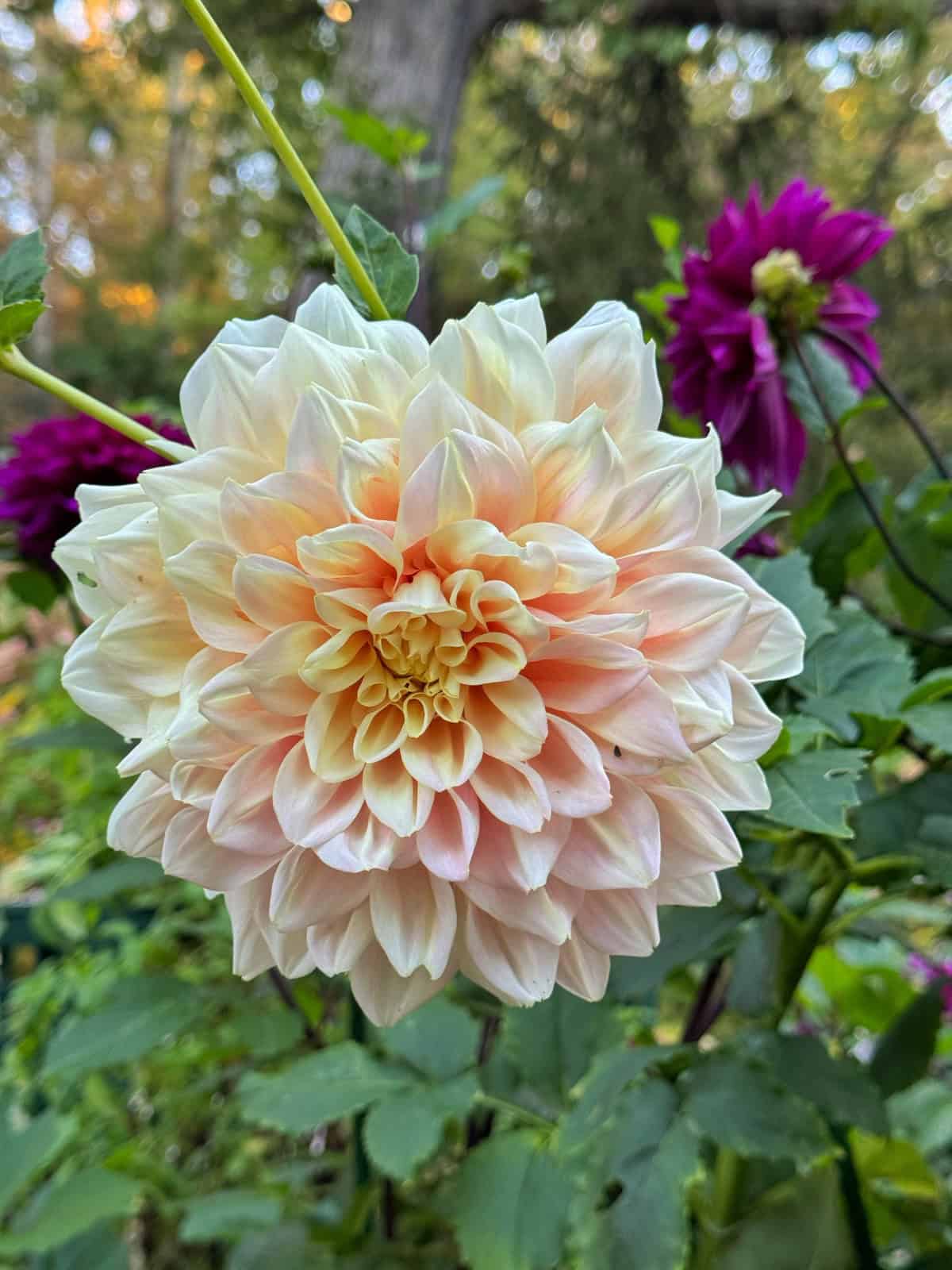 A close-up of a pale peach dahlia flower in full bloom, surrounded by green leaves. Dark purple dahlias and blurred greenery are visible in the background in zone 6b flower garden