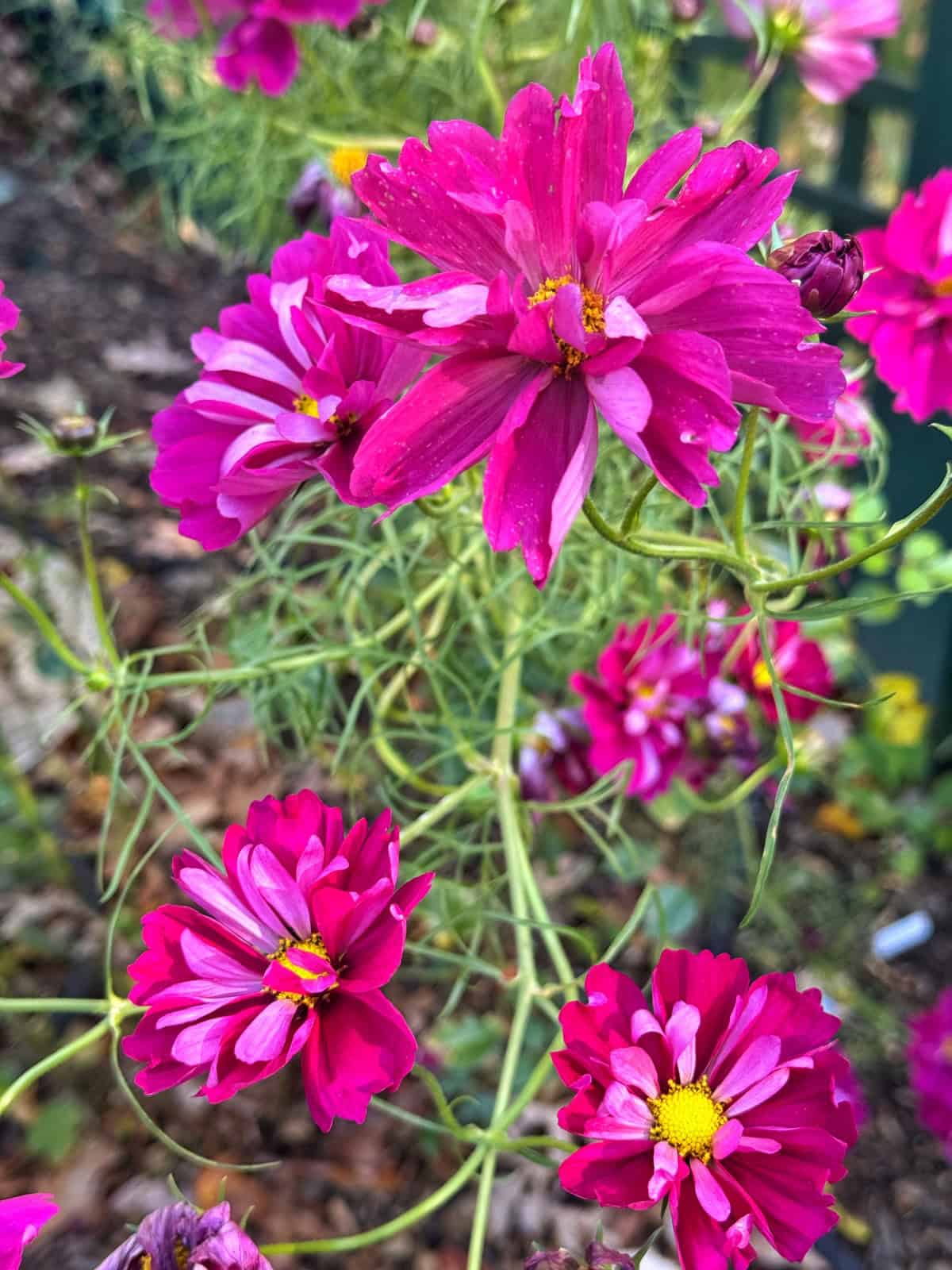 Bright pink cosmos flowers with yellow centers bloom amid slender green stems, set against a blurred background of soil and foliage.