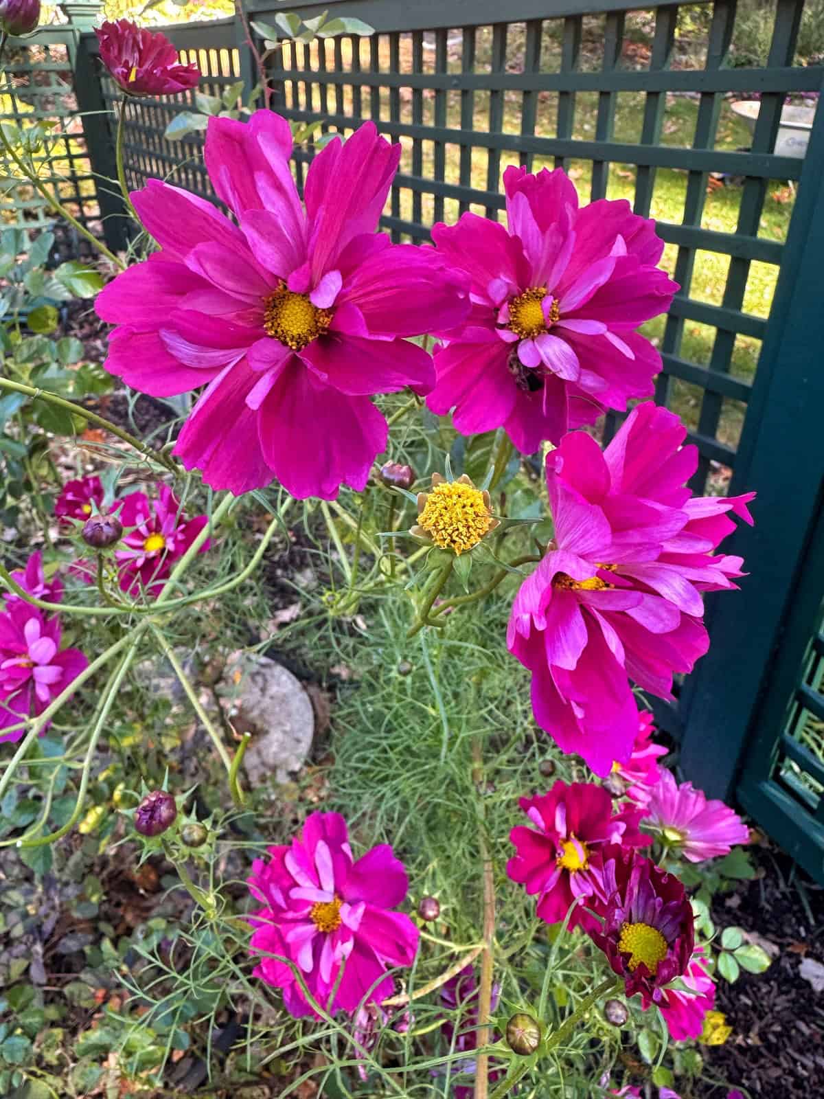 Bright magenta cosmos flowers with yellow centers bloom in a garden, surrounded by green foliage and set against a dark green lattice fence. Sunlight filters through, highlighting the vibrant petals.
