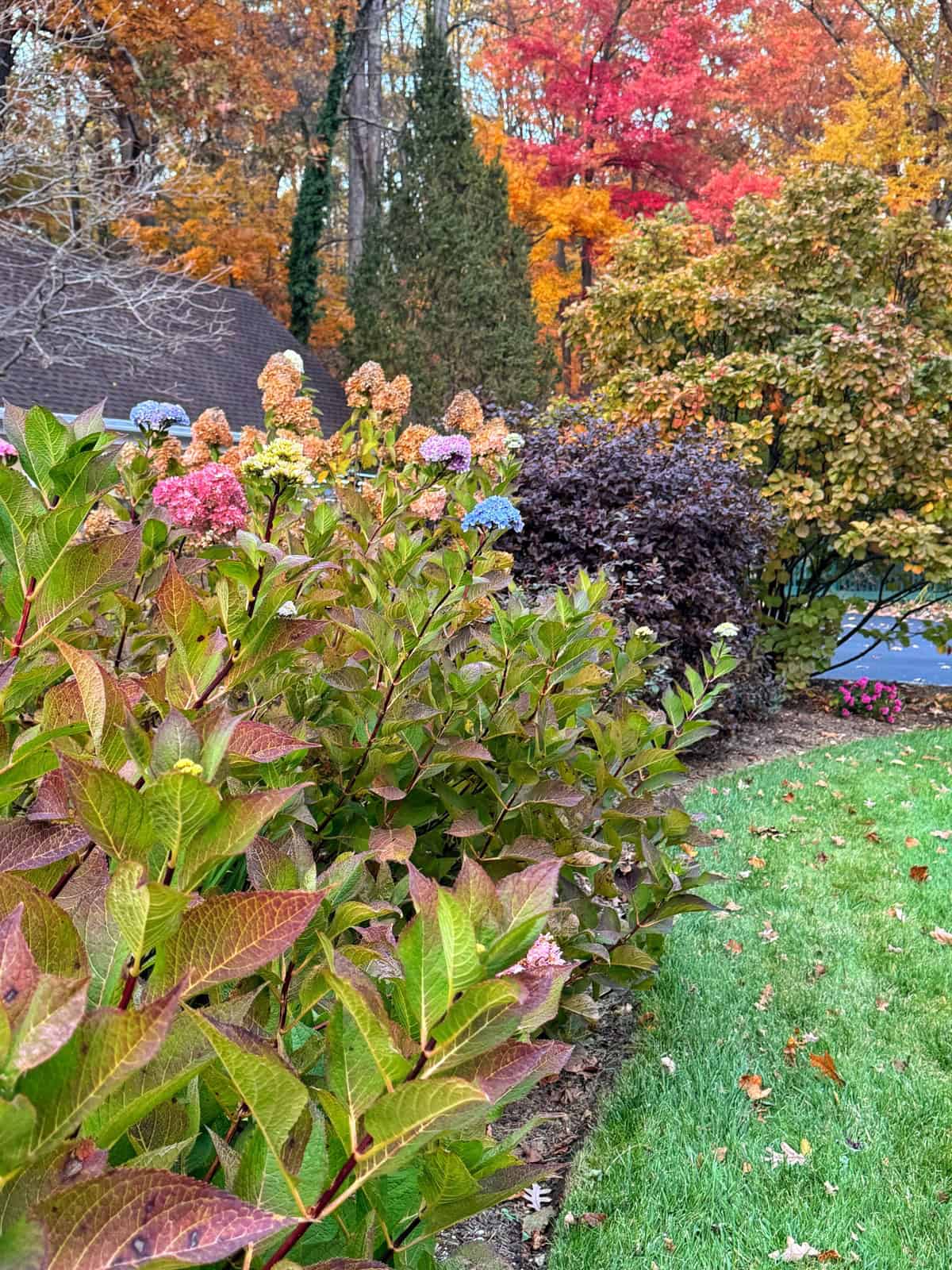 Shrubs with pink and purple flowers line the edge of a green lawn. Behind them, trees show vibrant autumn colors&mdash;red, orange, and yellow&mdash;against a backdrop of a dark-roofed house and a blue sky.
