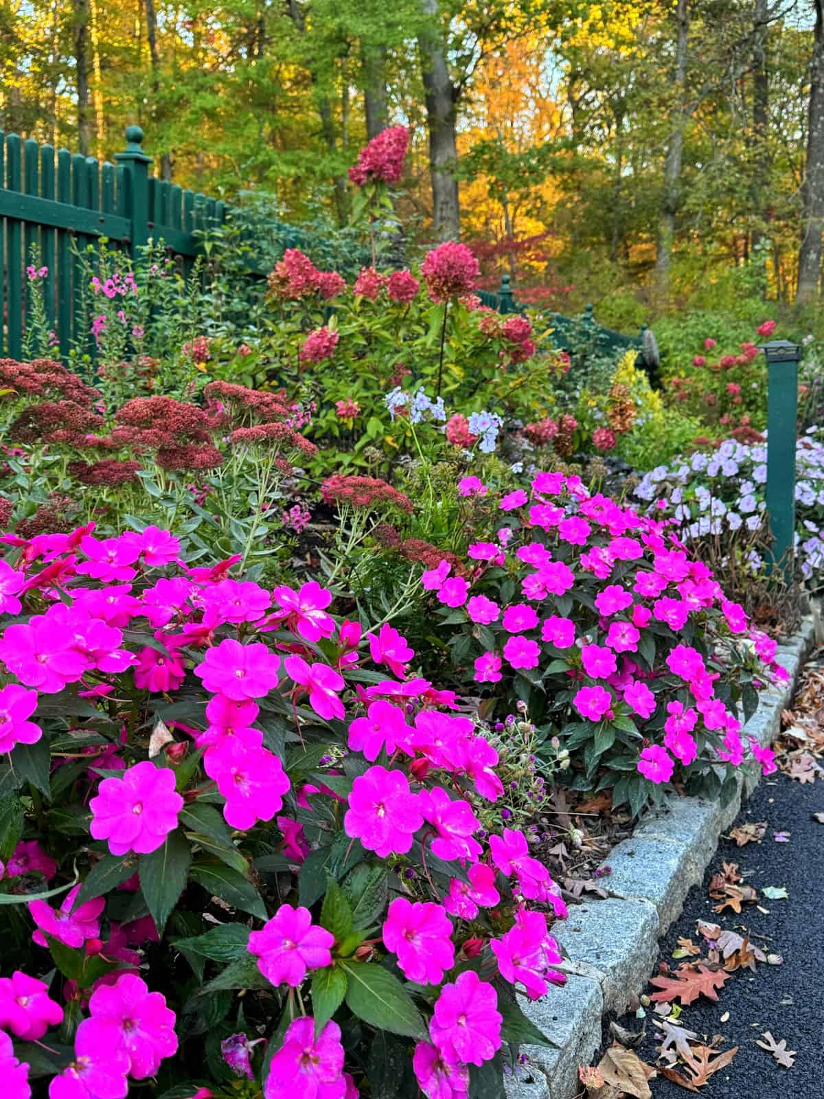 A vibrant garden bed features bright pink flowers in the foreground, with red and pale purple blossoms behind. Trees with autumn foliage and a green fence are visible in the background. Some fallen leaves are on the ground.