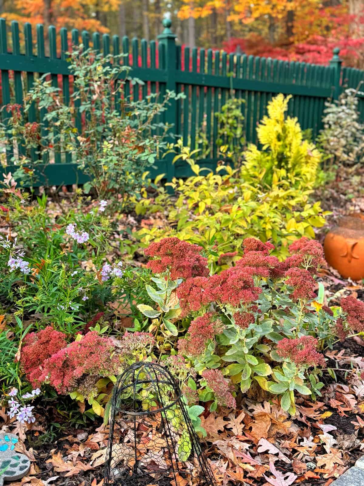 A garden with autumn foliage, featuring red and green plants, scattered fallen leaves, a green wooden fence in the background, a wire plant cover, and an orange pumpkin-shaped pot.