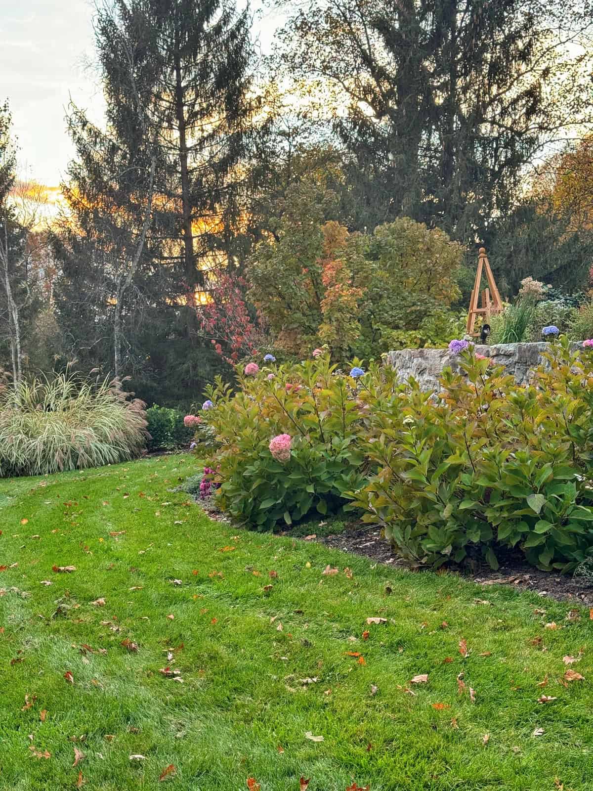 A garden with green grass, blooming hydrangea bushes, ornamental grasses, and tall trees in the background. The sky is glowing with a warm sunset, and a wooden trellis stands among the plants.