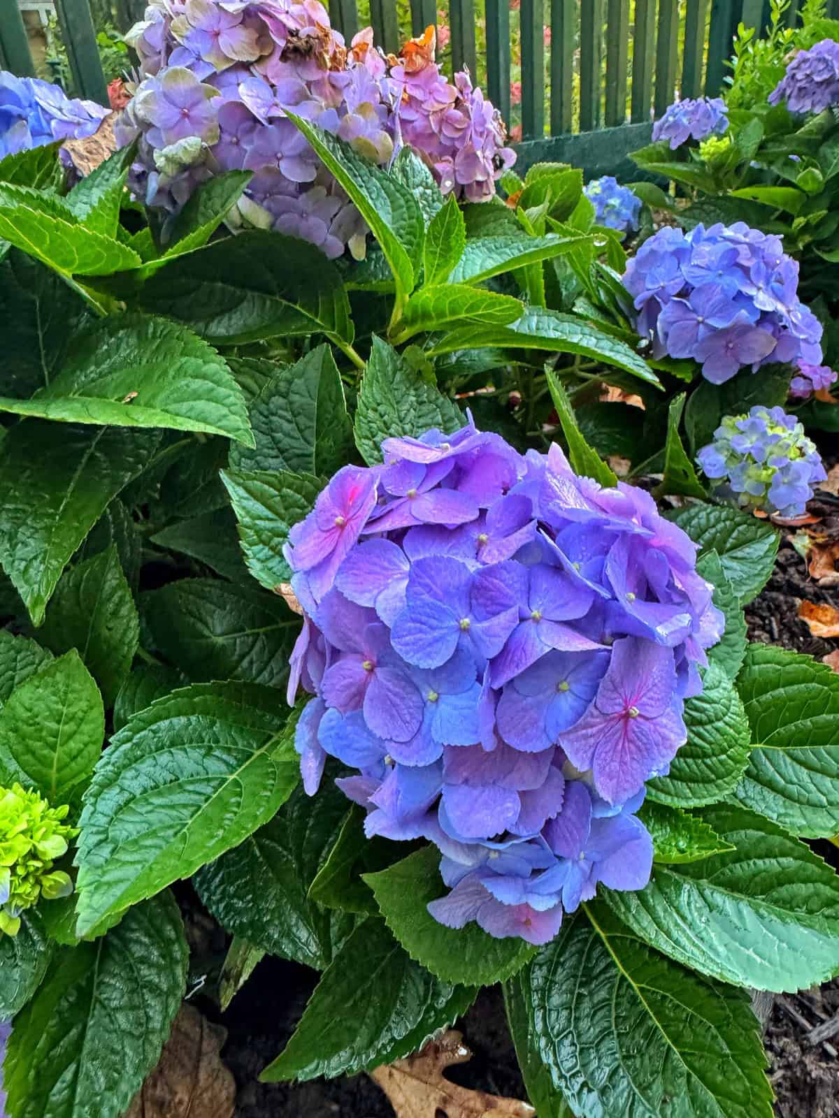 A close-up of vibrant purple and blue hydrangea flowers surrounded by lush green leaves, with more hydrangeas and a green fence visible in the background.