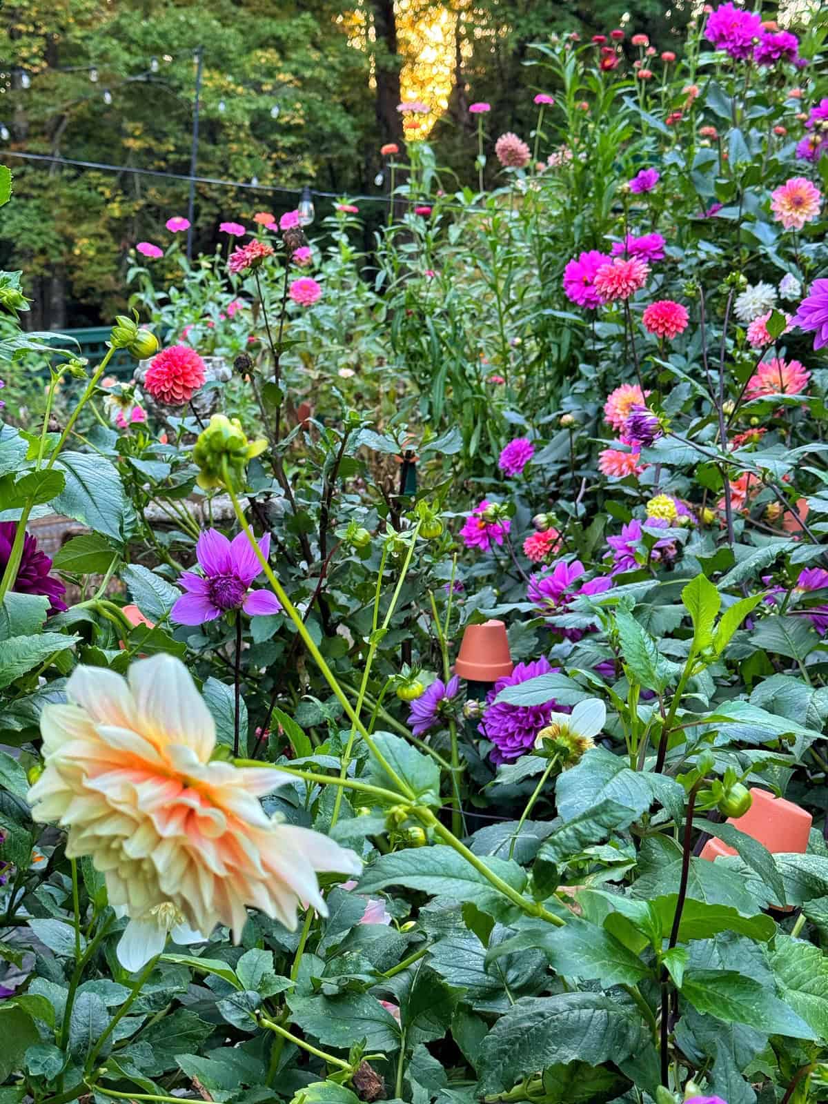 A vibrant garden filled with blooming dahlias in shades of pink, purple, and peach, surrounded by lush green leaves, with sunlight filtering through the trees in the background.