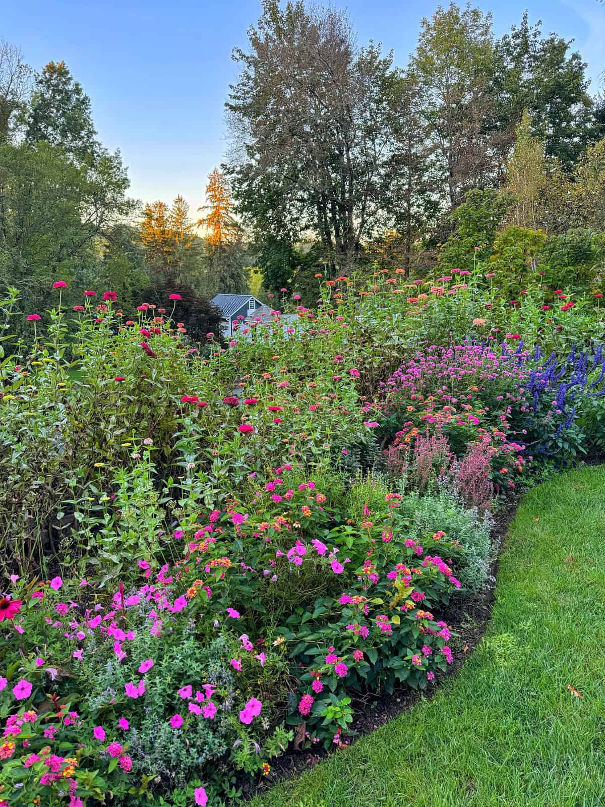 A colorful garden with vibrant pink, purple, and red flowers borders a grassy lawn, with tall trees and a small house in the background under a clear blue sky.