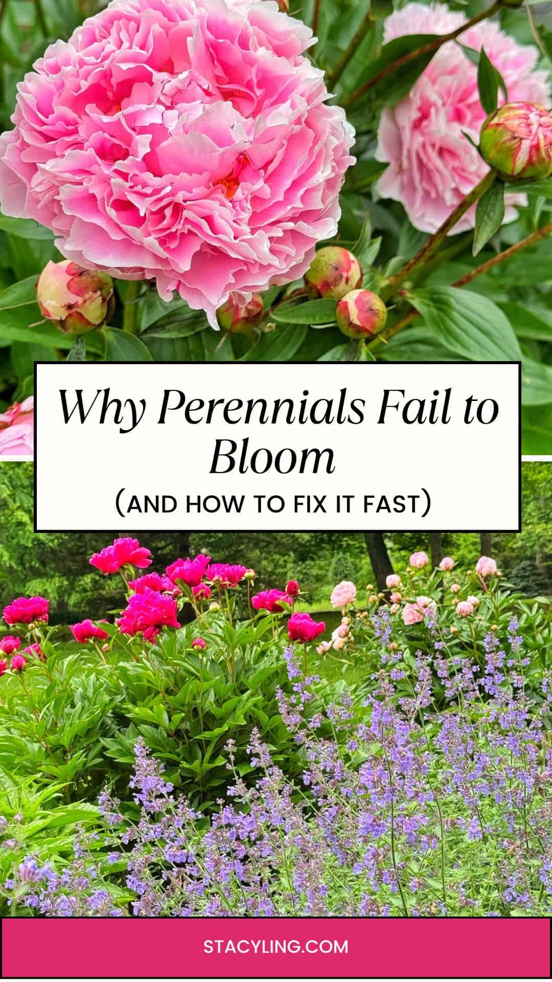 Large pink peony flowers in bloom with buds, above a garden scene featuring blooming peonies and purple catmint. Overlaid text reads: "Why Perennials Fail to Bloom (And How to Fix It Fast).