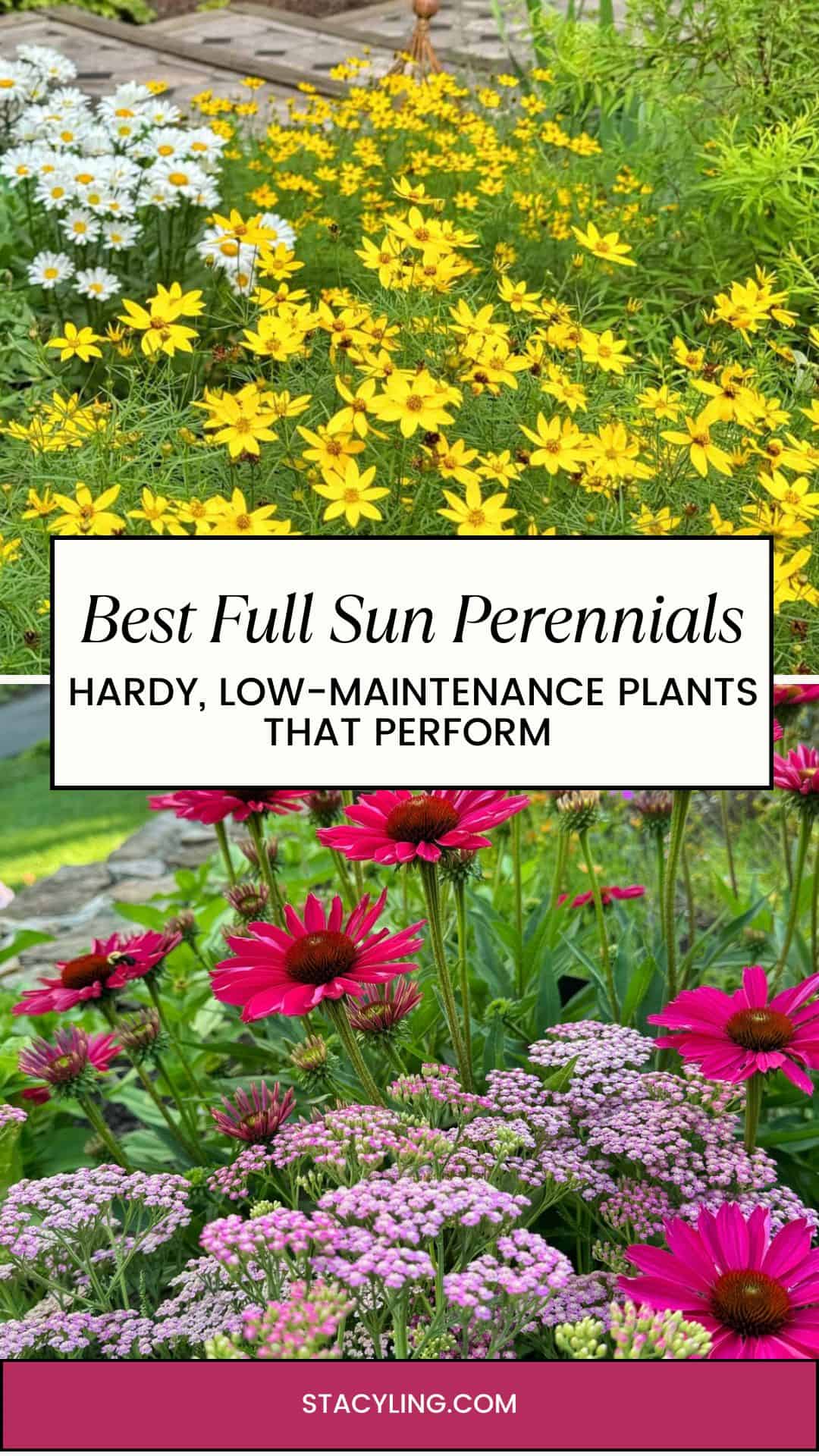 A garden with yellow and white daisies and lush green foliage above a sign reading &ldquo;Best Full Sun Perennials; Hardy, Low-Maintenance Plants That Perform,&rdquo; with pink coneflowers and lavender blooms below.