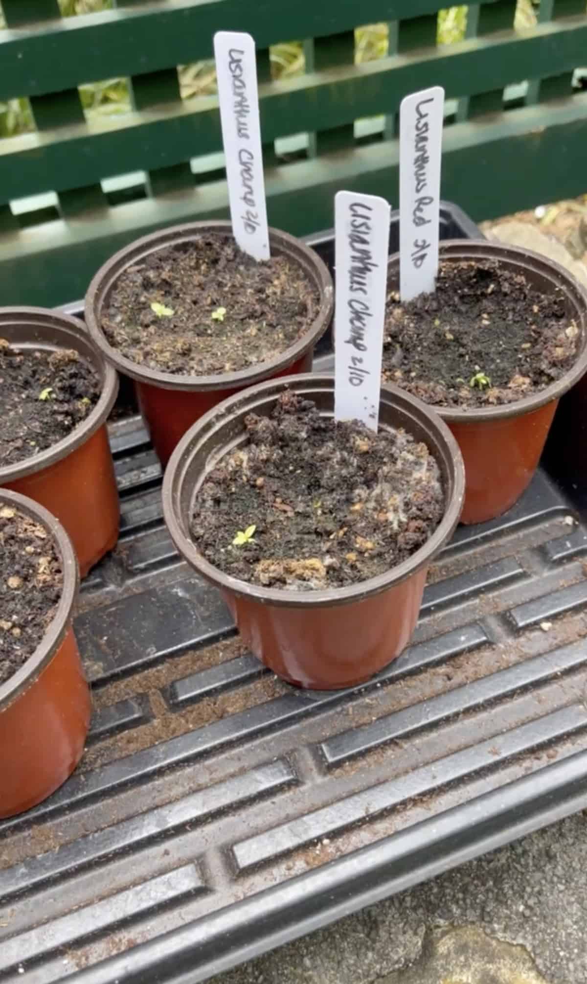 Lisianthus seedlings in my zone 6b garden with green fence