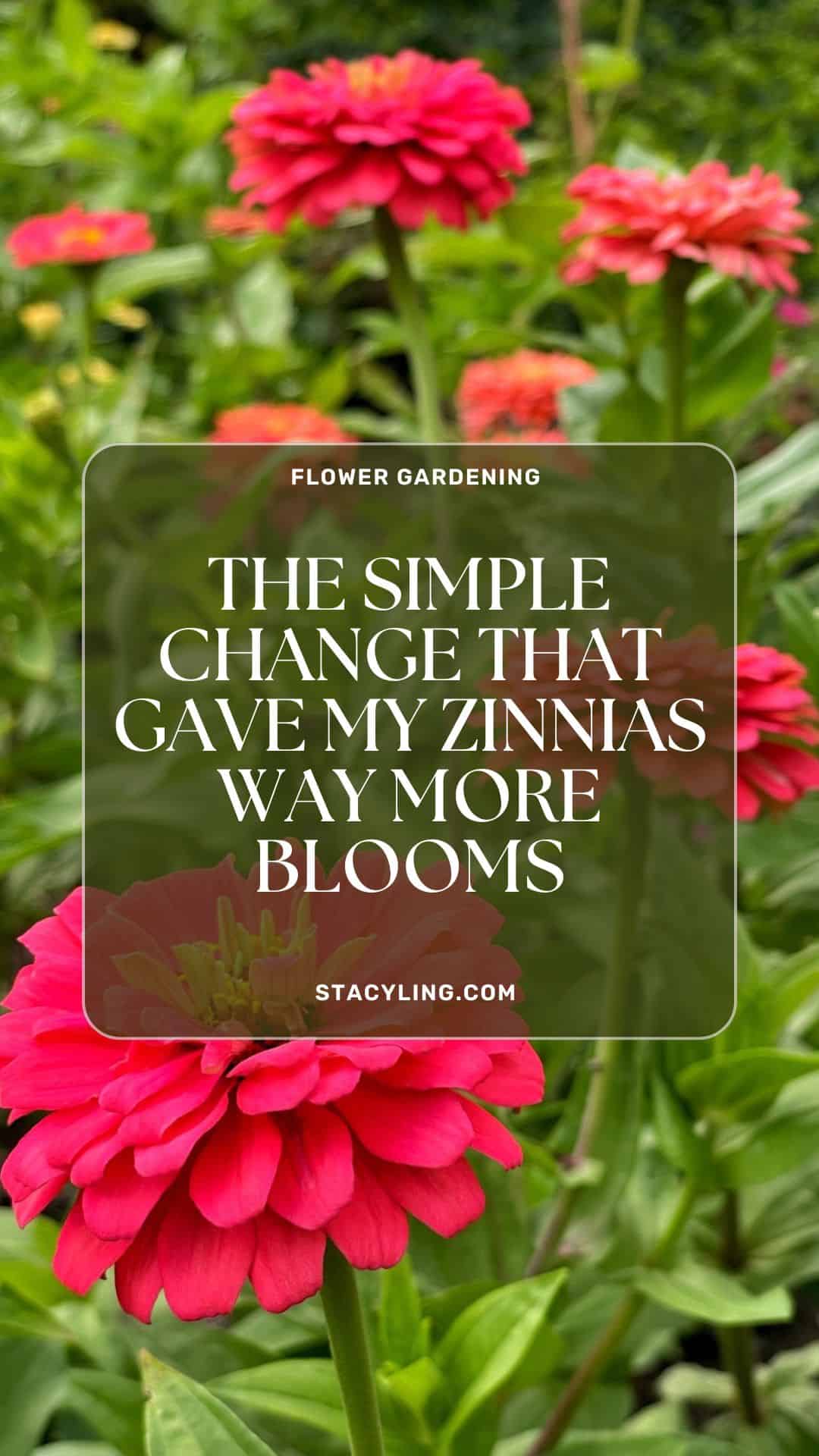 Bright pink zinnia flowers in a garden with green foliage; overlaid text reads: "The simple change that gave my zinnias way more blooms. stacyling.com.