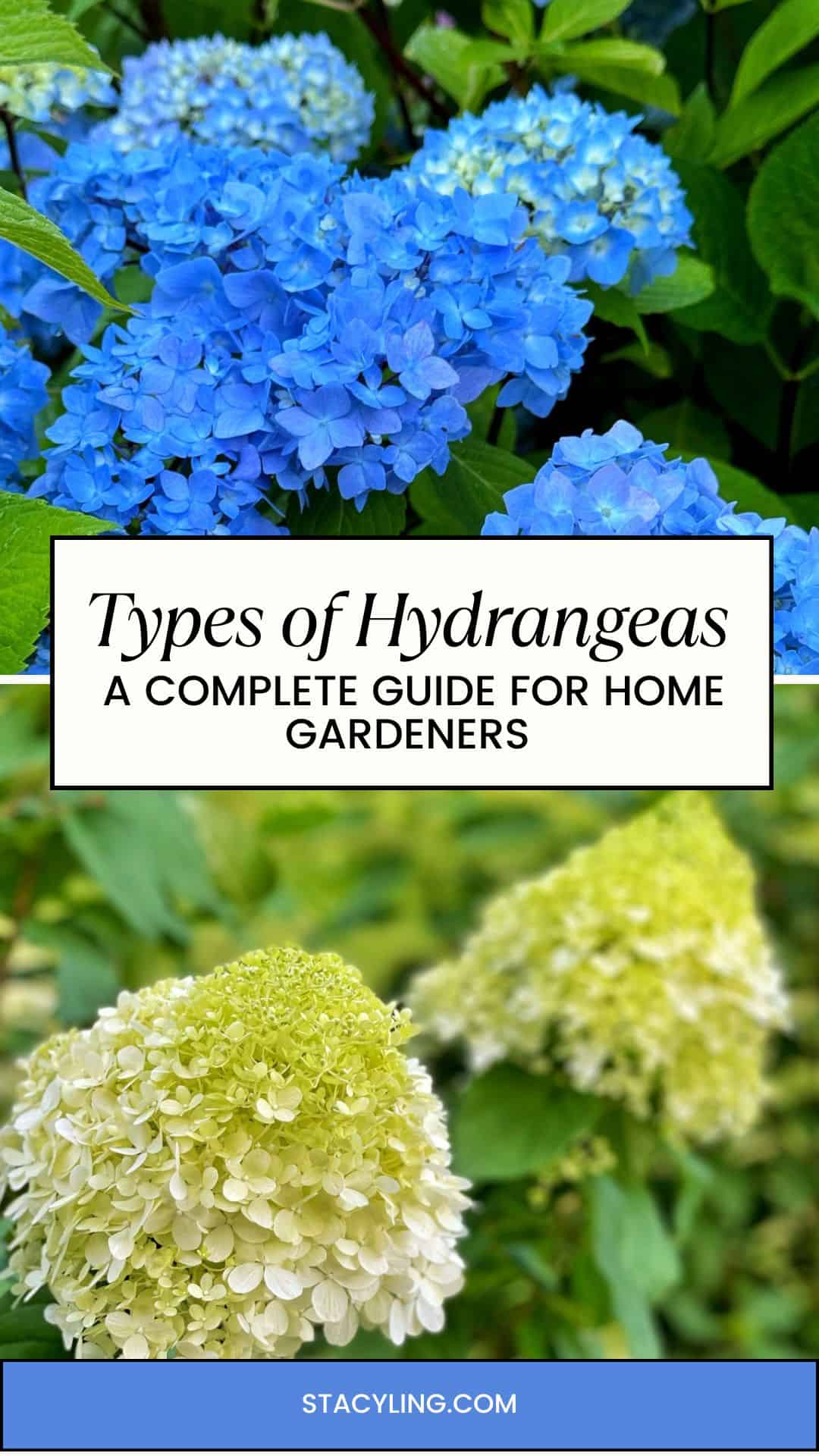 Blue and pale green hydrangea flower clusters with dark green leaves, shown above and below a text box that reads, "Types of Hydrangeas: A Complete Guide for Home Gardeners. stacyling.com".