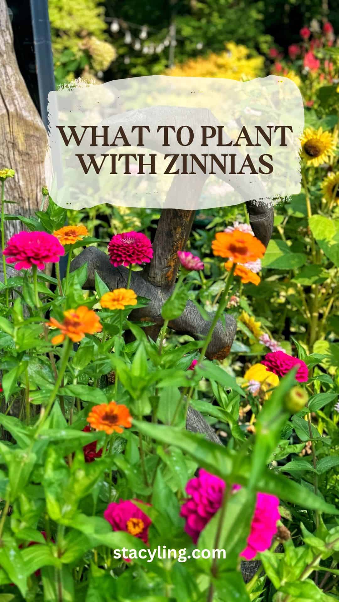 Colorful zinnias in shades of pink and orange bloom in a lush garden with green foliage; text overlay reads "What to plant with zinnias." Website "stacyling.com" is at the bottom.